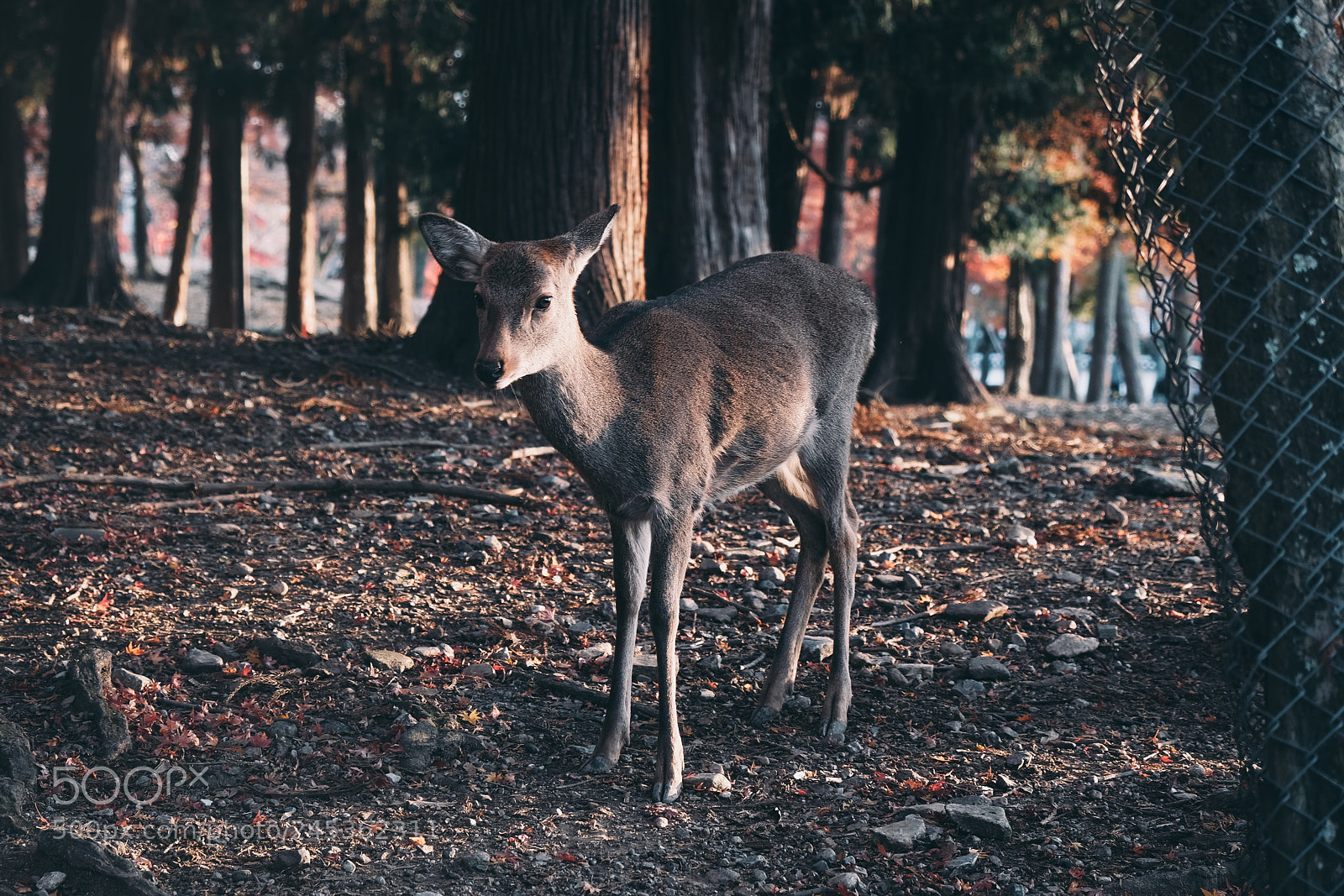 Fujifilm X-Pro2 sample photo. Deer photography