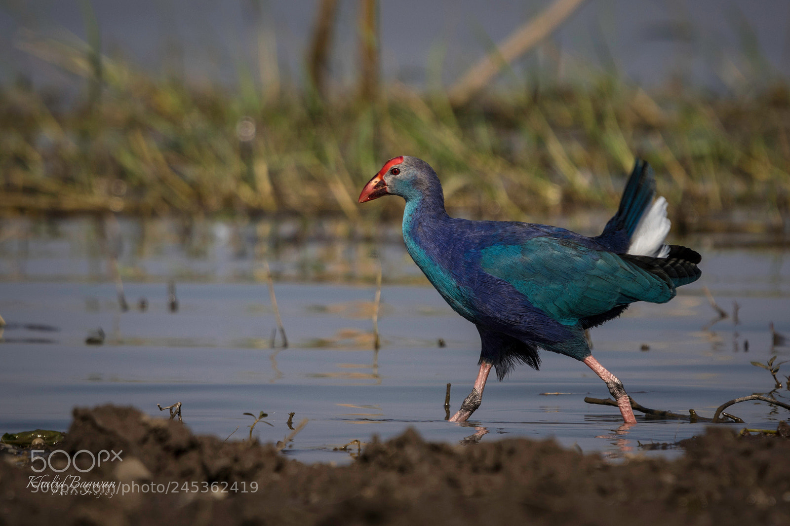 Canon EOS 7D Mark II sample photo. Purple moorhen photography