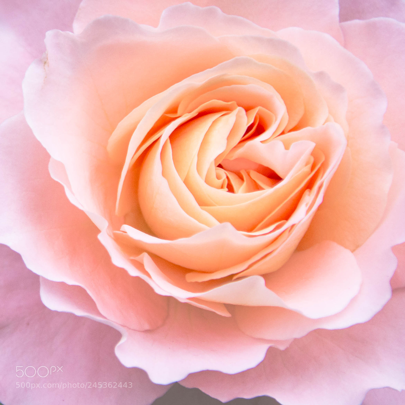 Nikon D7100 sample photo. Flor rosy rose photography