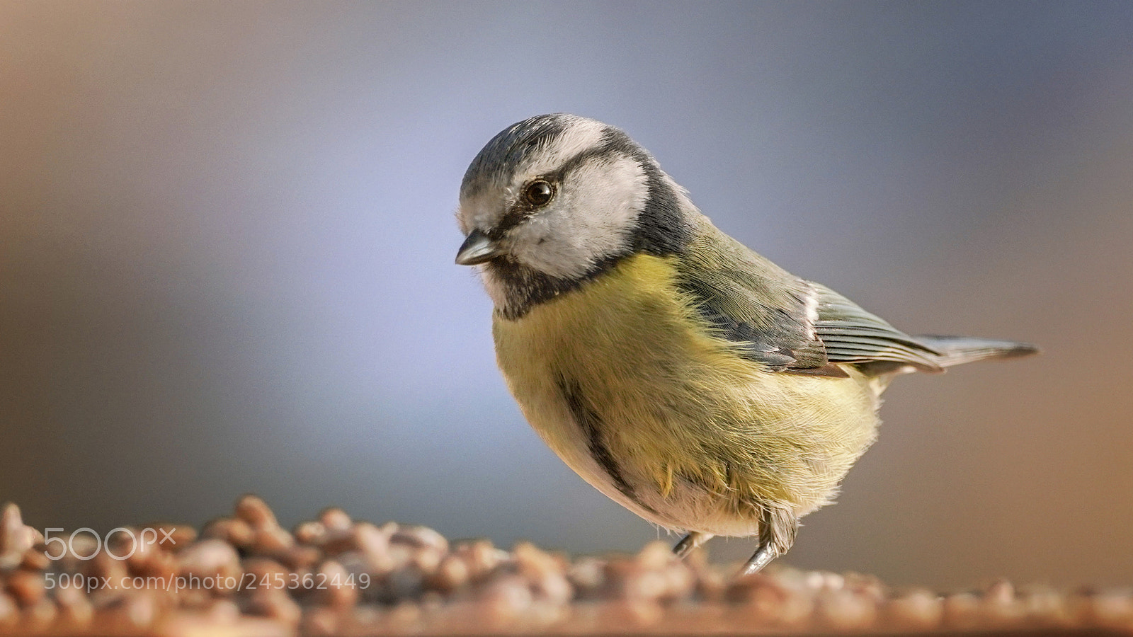 Sony a7R III sample photo. Bluetit photography