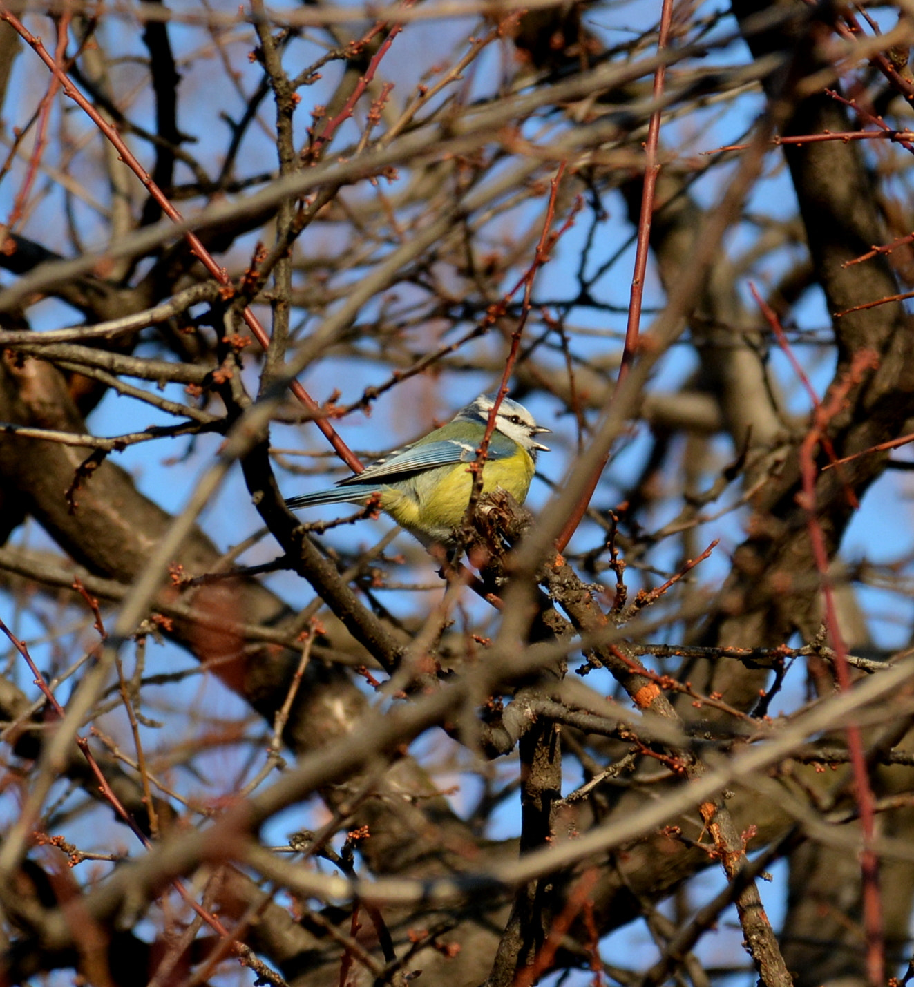 Nikon D5200 sample photo. Morning serenade photography