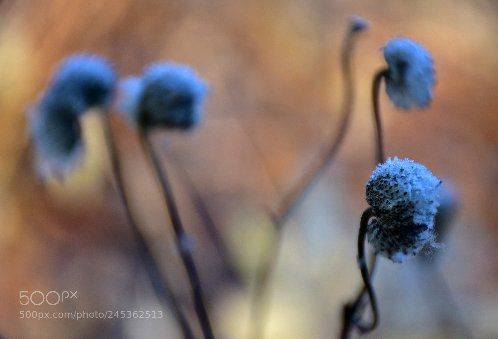 Nikon D7200 sample photo. Tender plantlet with a photography