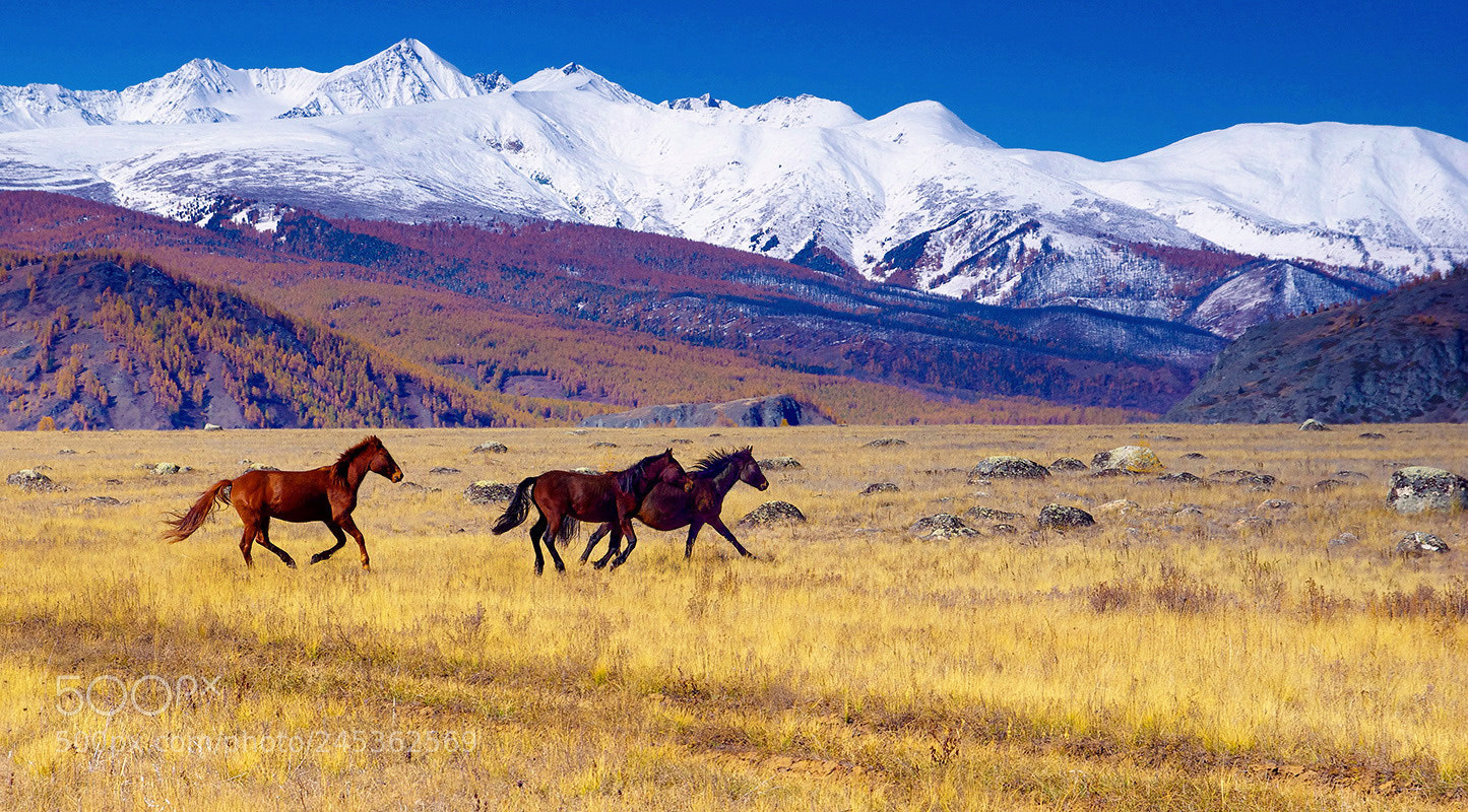 Pentax K-5 sample photo. On the steppe samaha photography
