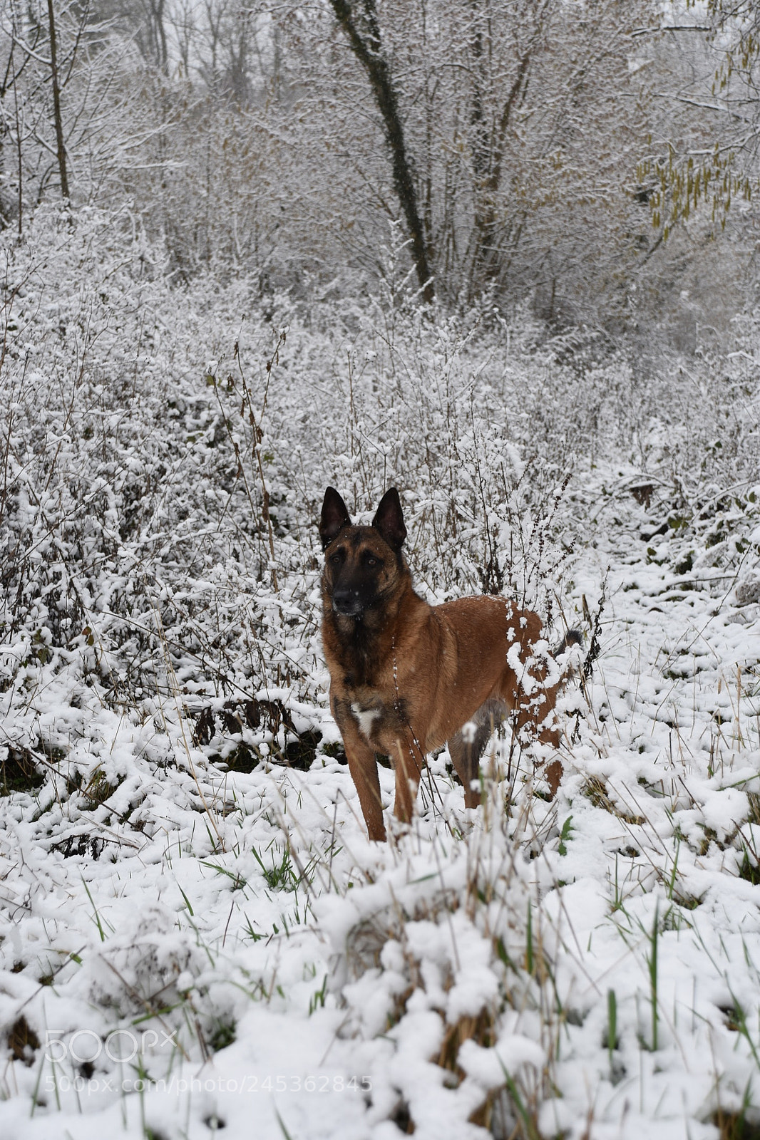 Nikon D3400 sample photo. Winter has come photography