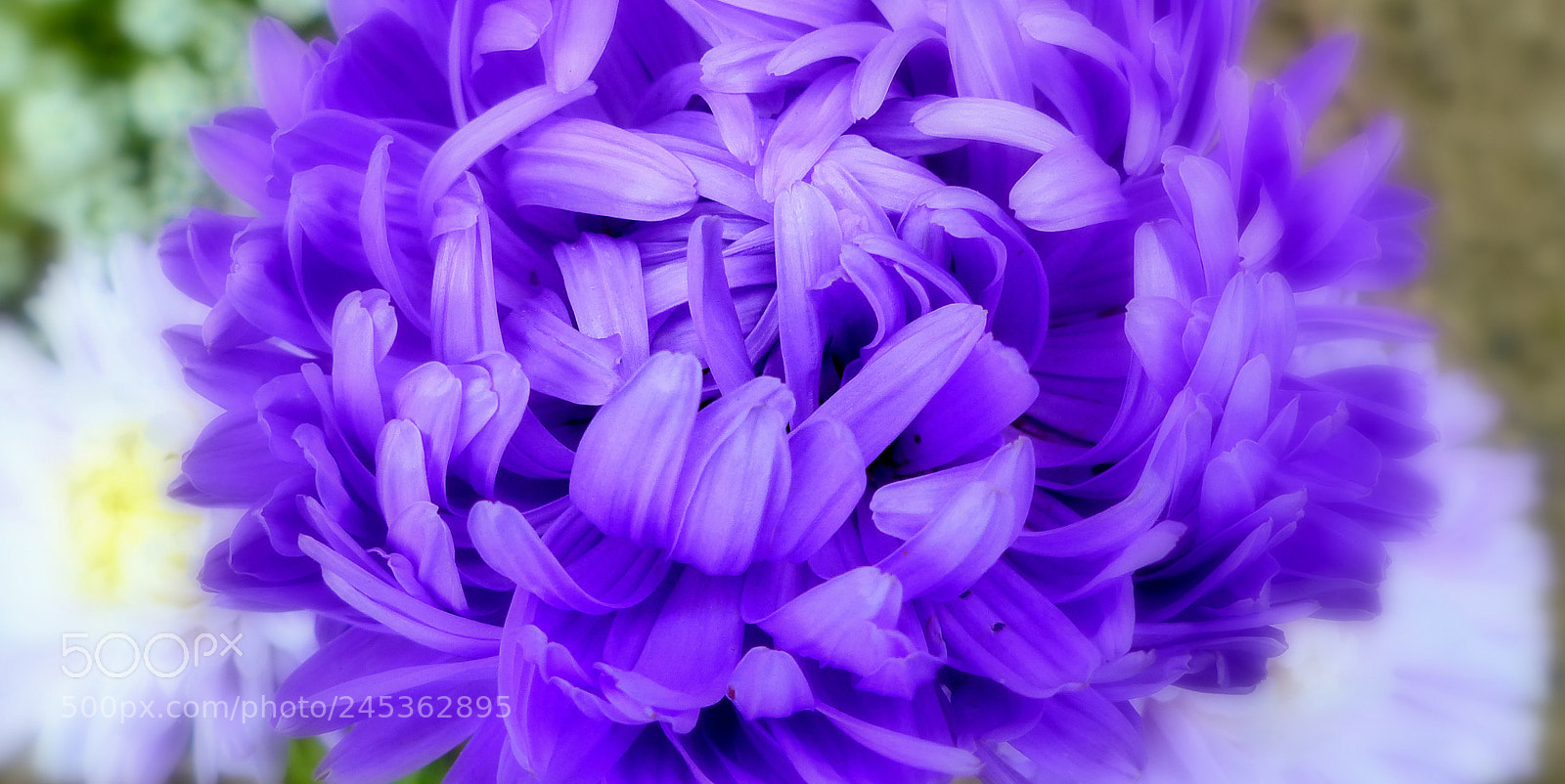 Panasonic Lumix DMC-FZ200 sample photo. Aster. photography