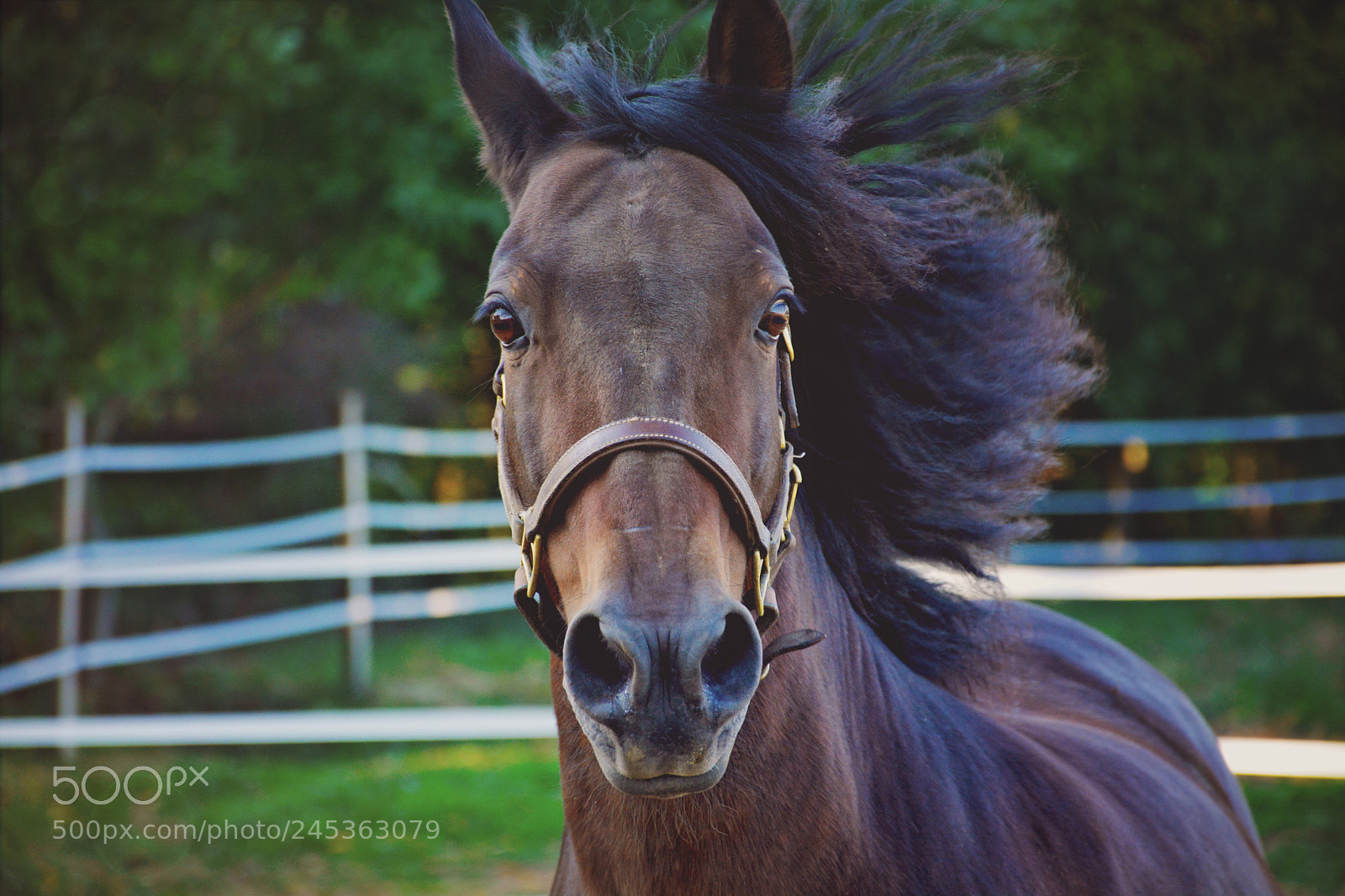 Nikon D5200 sample photo. Meet chispin photography