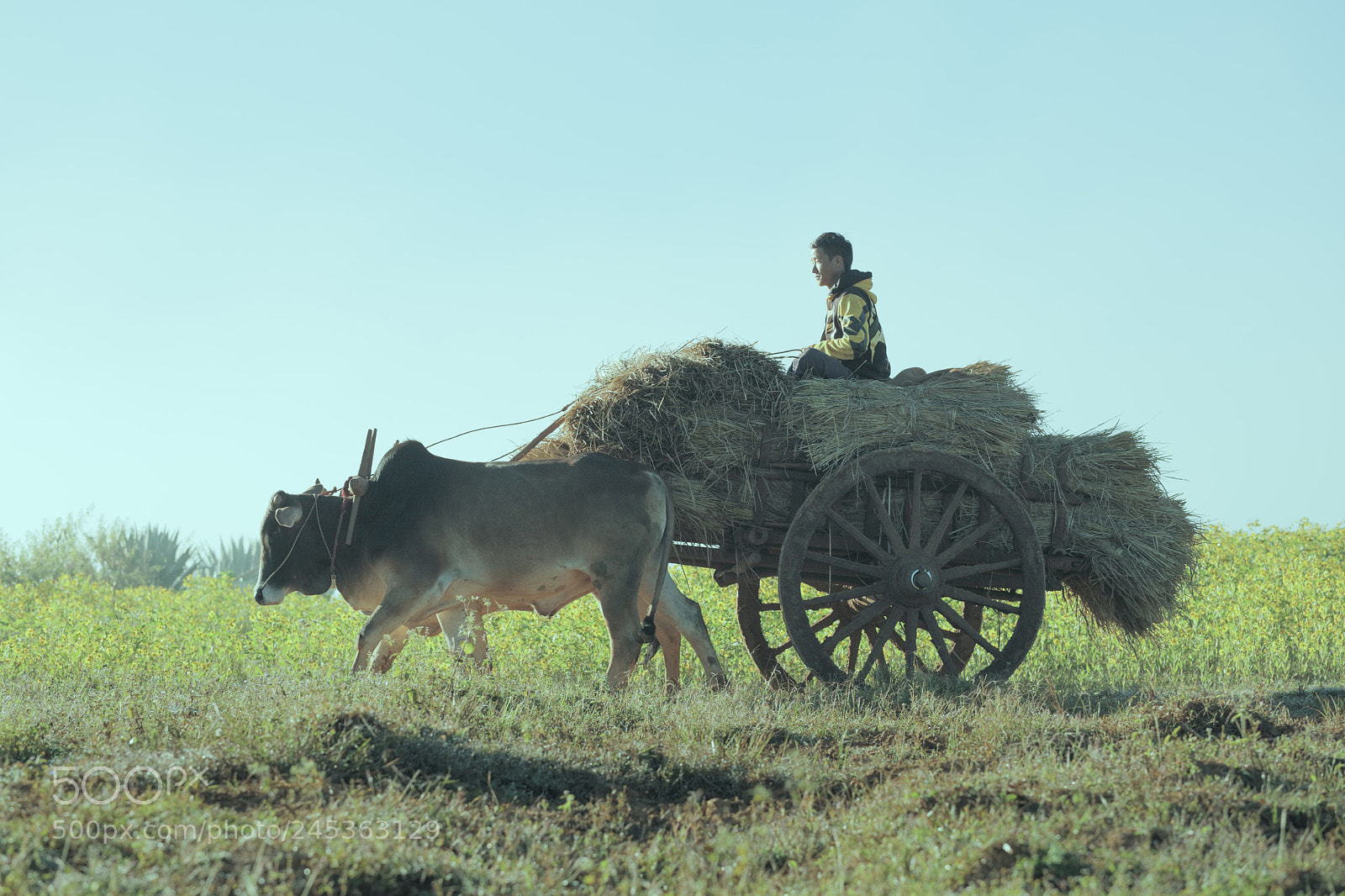 Canon EOS 5DS R sample photo. Pindaya, myanmar, 20 november photography