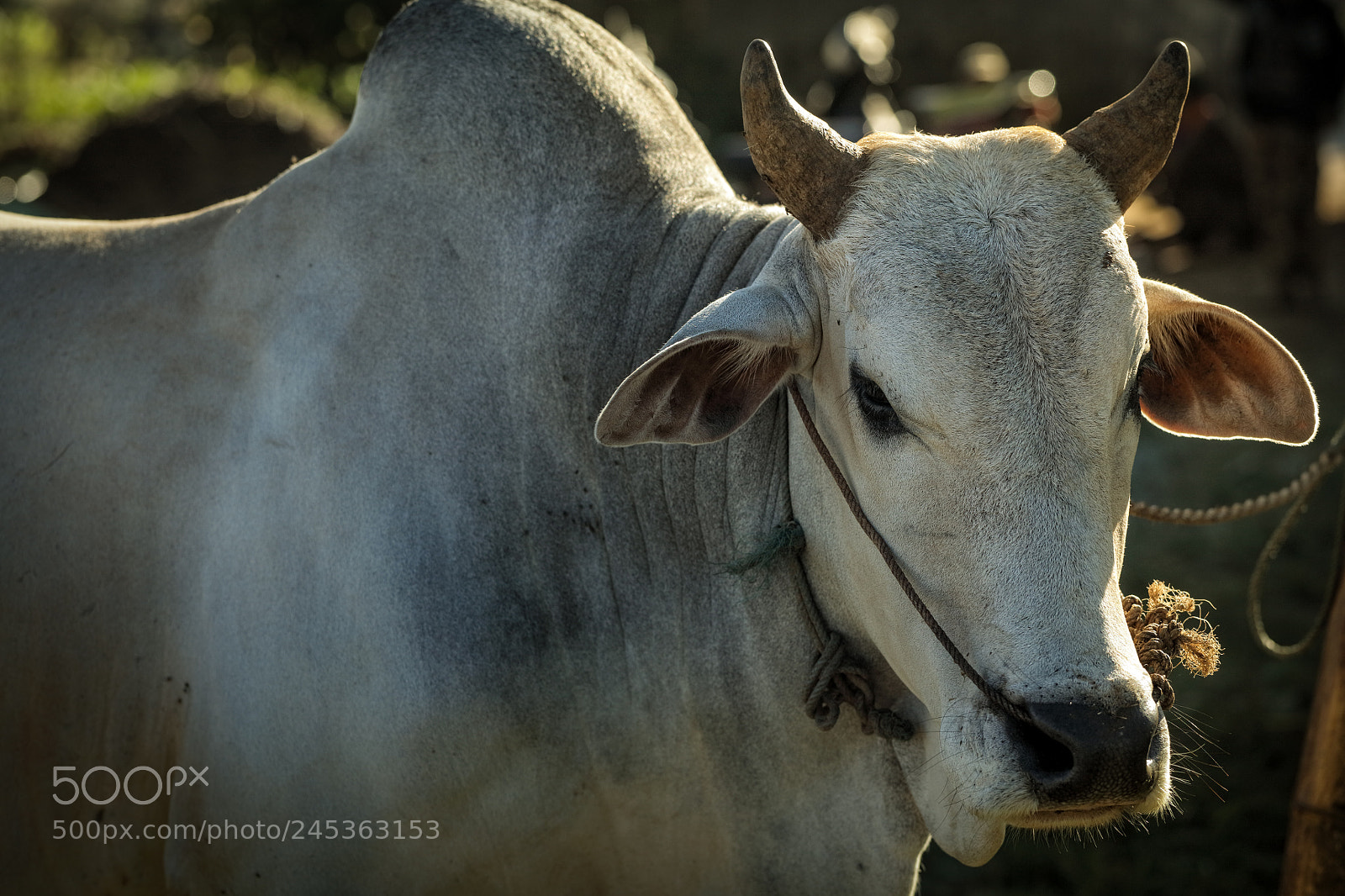 Canon EOS 5DS R sample photo. A close up on photography