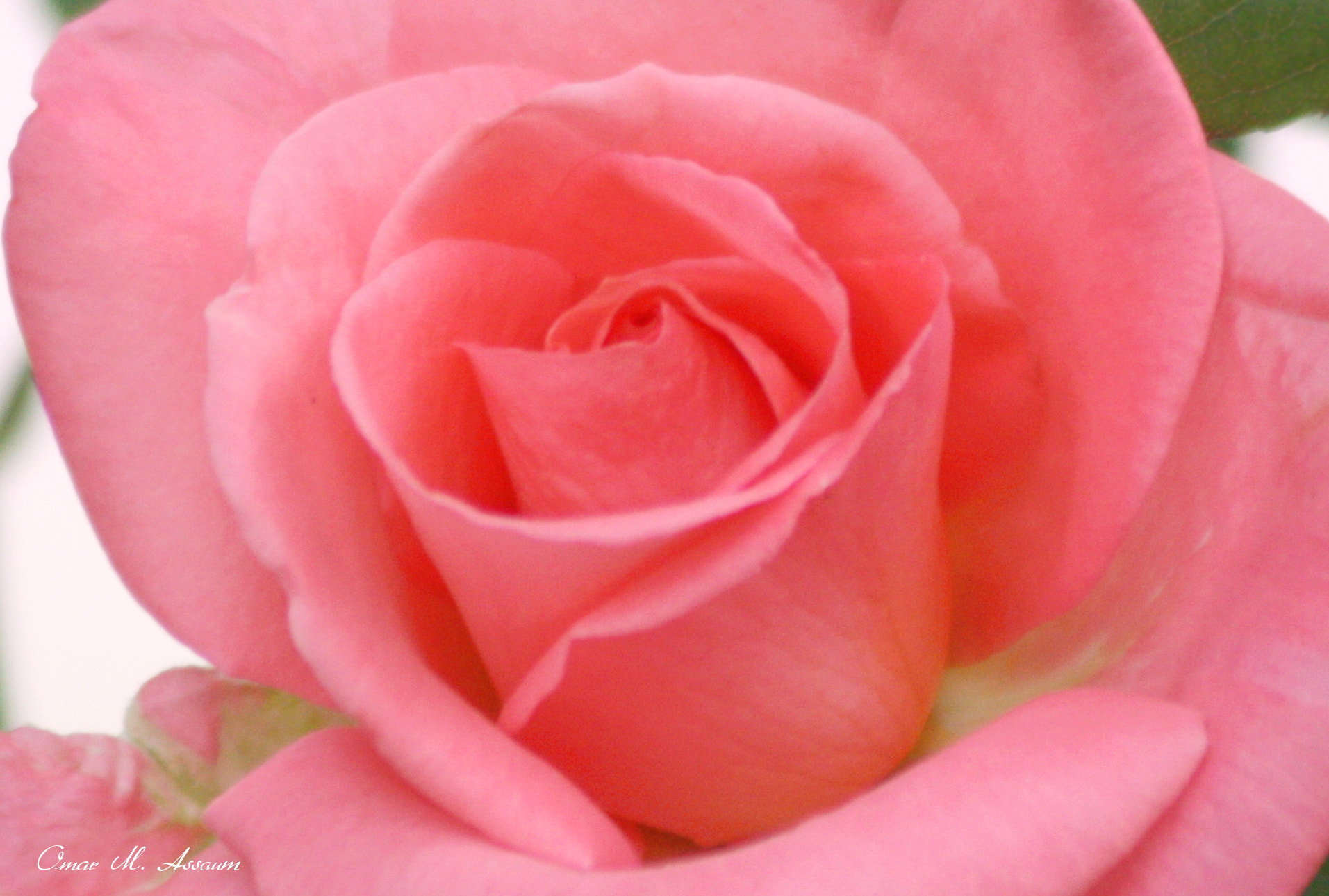Canon EF 75-300mm F4.0-5.6 IS USM sample photo. Queen elizabeth rose photography