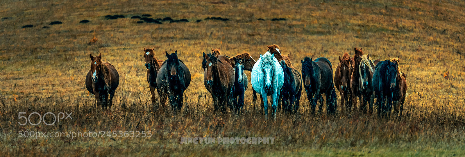 Nikon D810 sample photo. Untitled photography