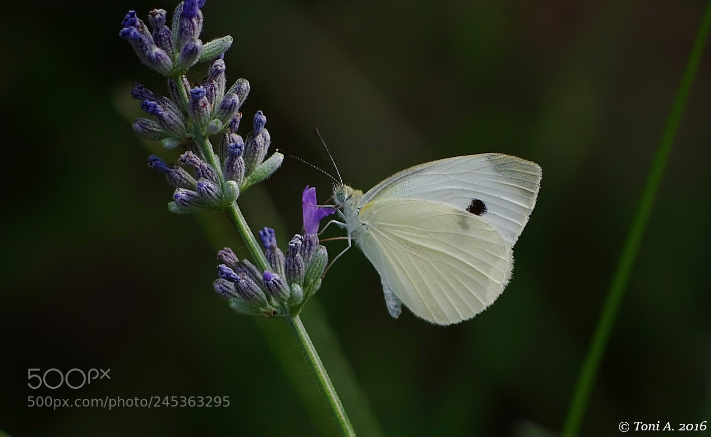Pentax K-5 II sample photo. Butterfly photography