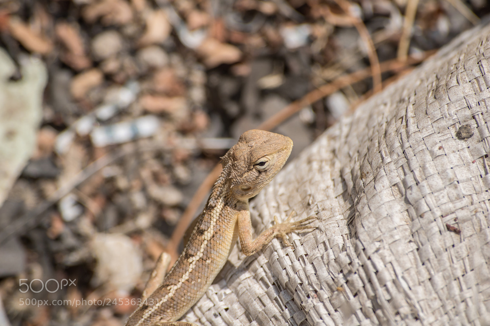 Canon EOS 750D (EOS Rebel T6i / EOS Kiss X8i) sample photo. The wonderful creature! photography