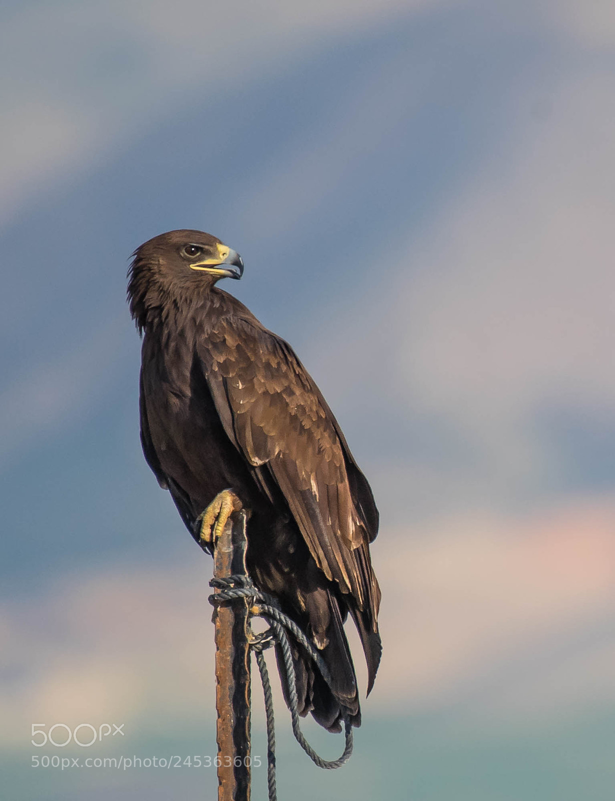 Nikon D5 sample photo. Proud greater spotted eagle photography