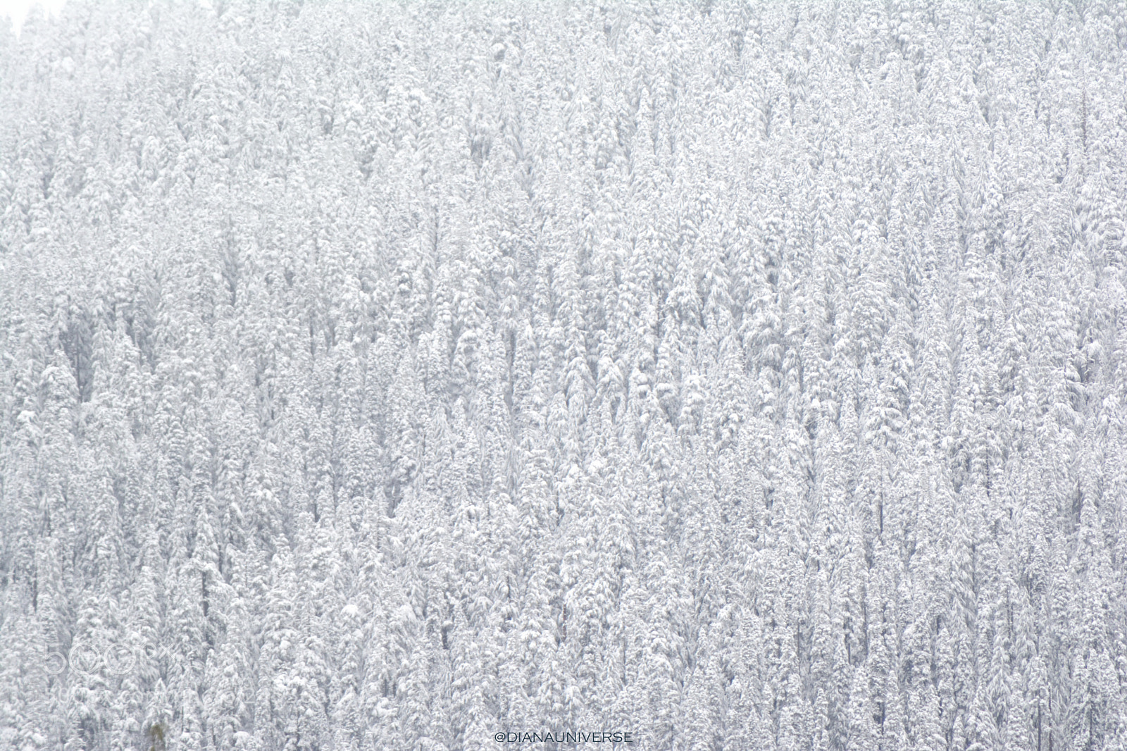 Nikon D7100 sample photo. Imagine photography