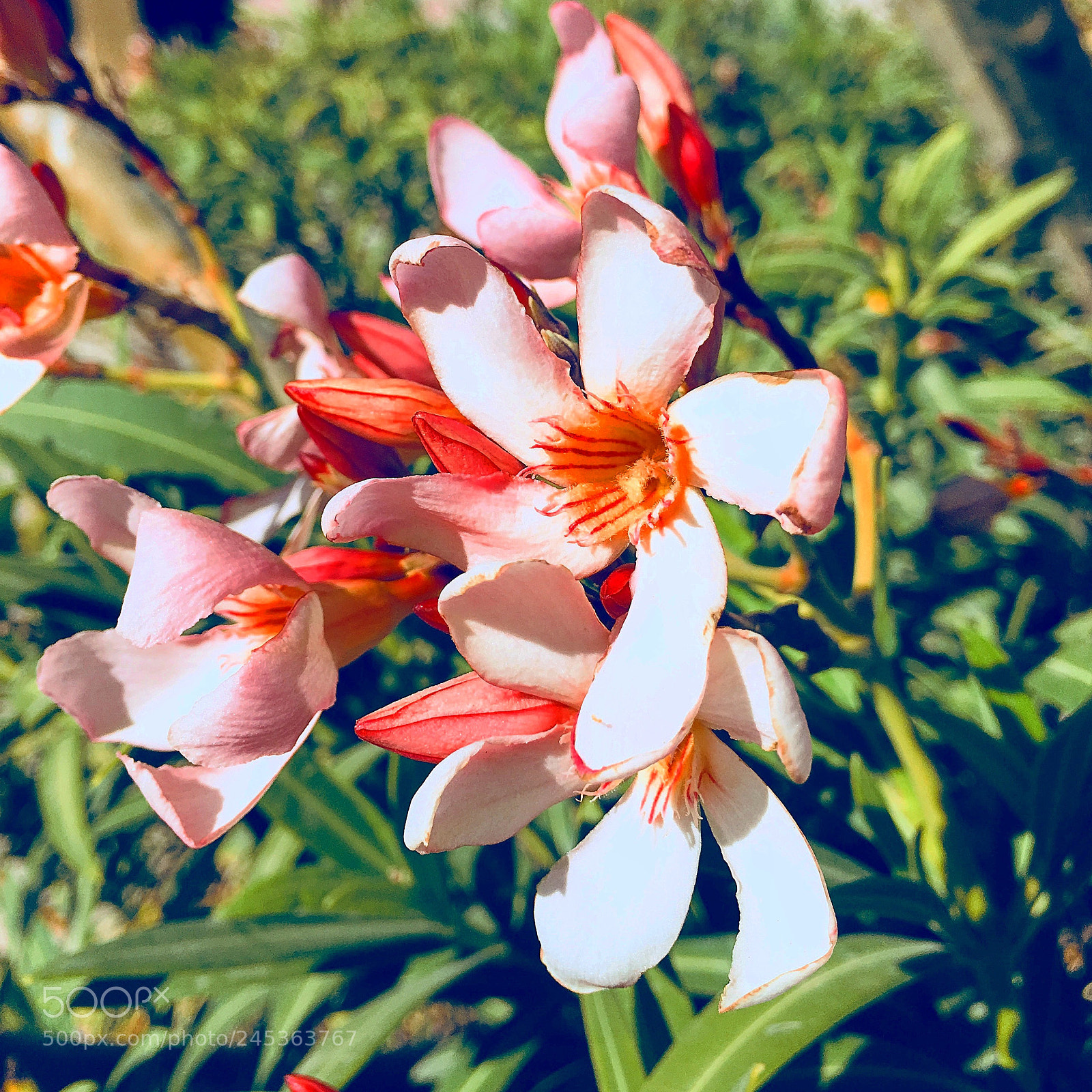 Apple iPhone 6s Plus sample photo. Untitled photography