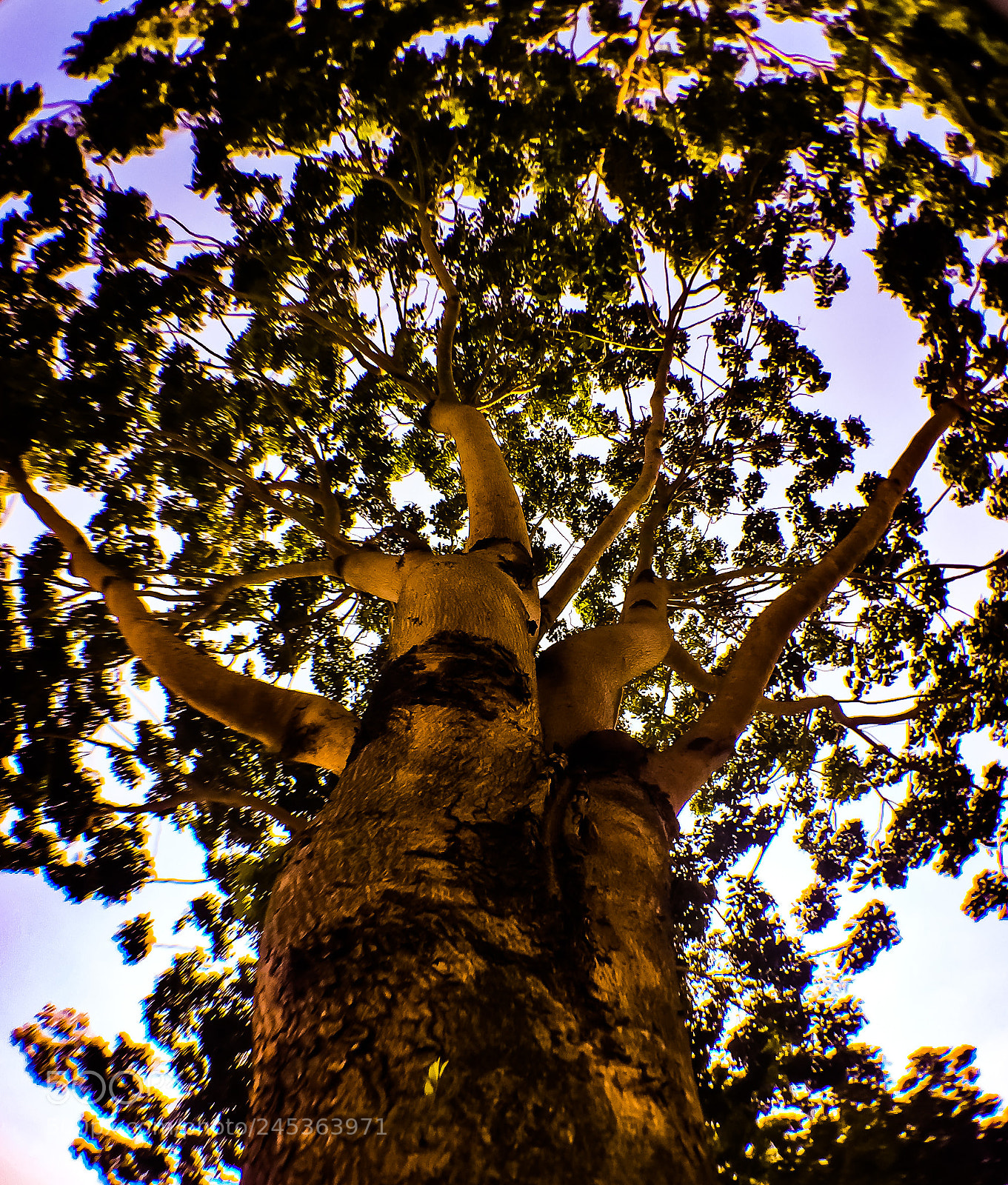 Apple iPhone 6 Plus sample photo. Huge old tree photography