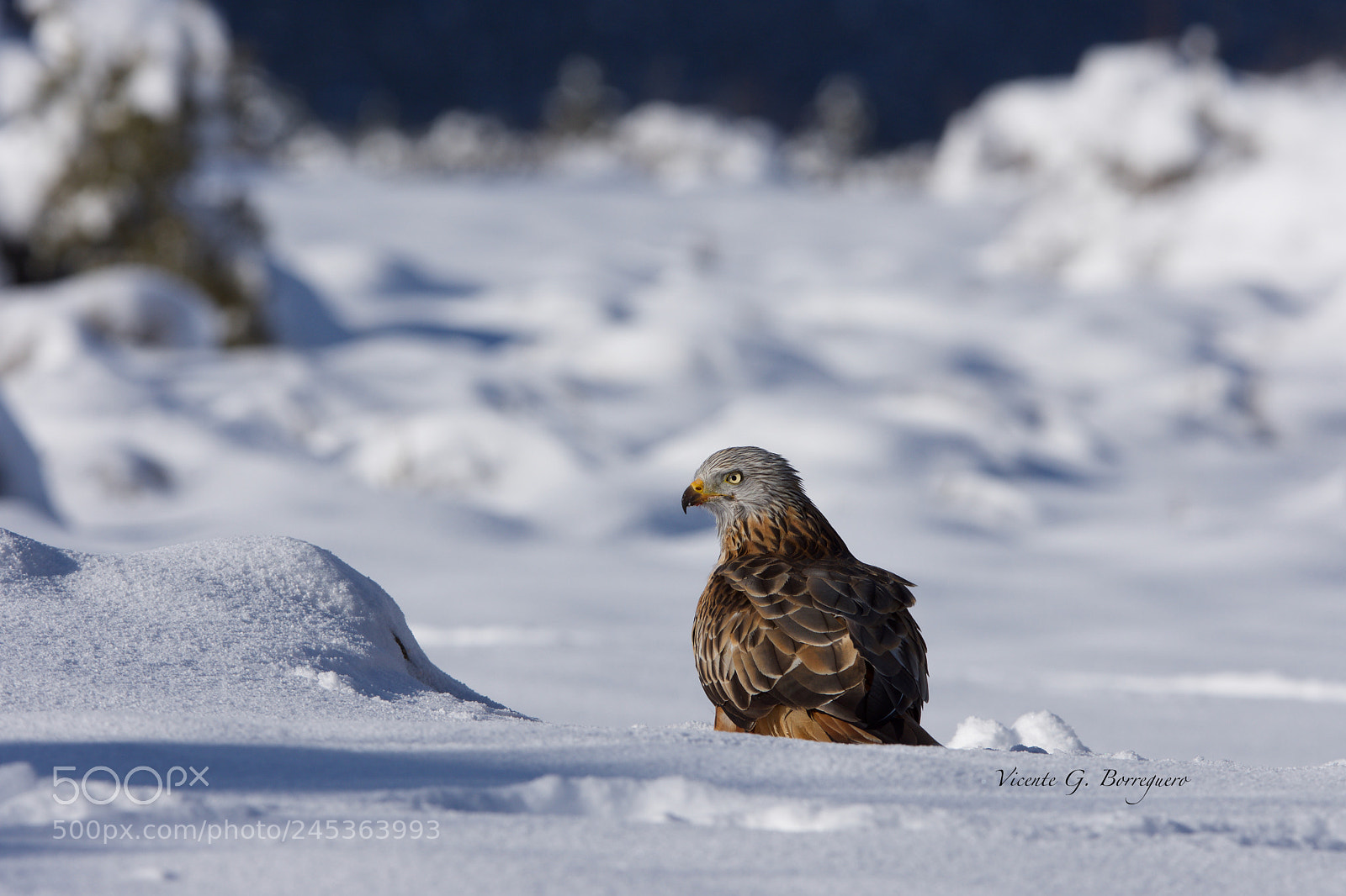 Nikon D7200 sample photo. Milvus milvus photography