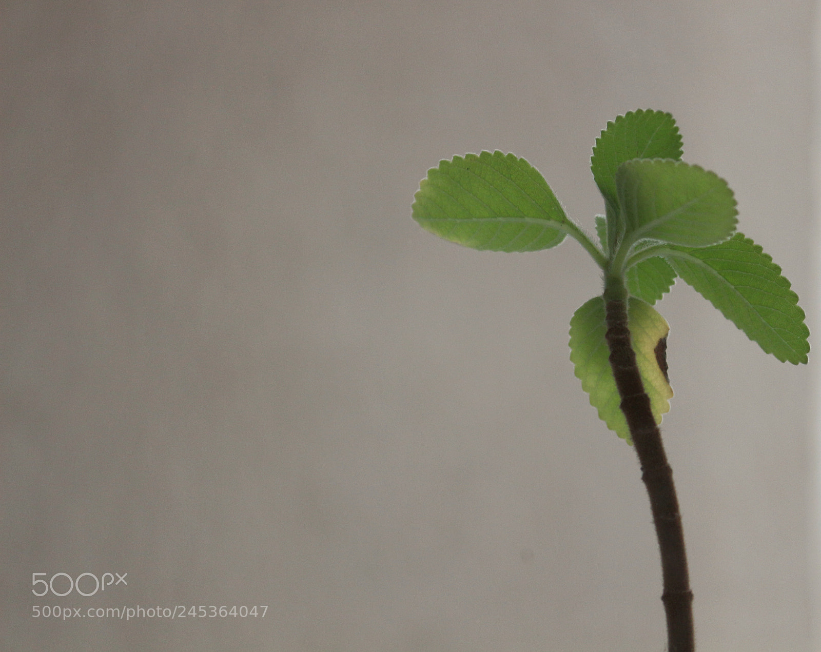 Canon EOS 700D (EOS Rebel T5i / EOS Kiss X7i) sample photo. Untitled photography