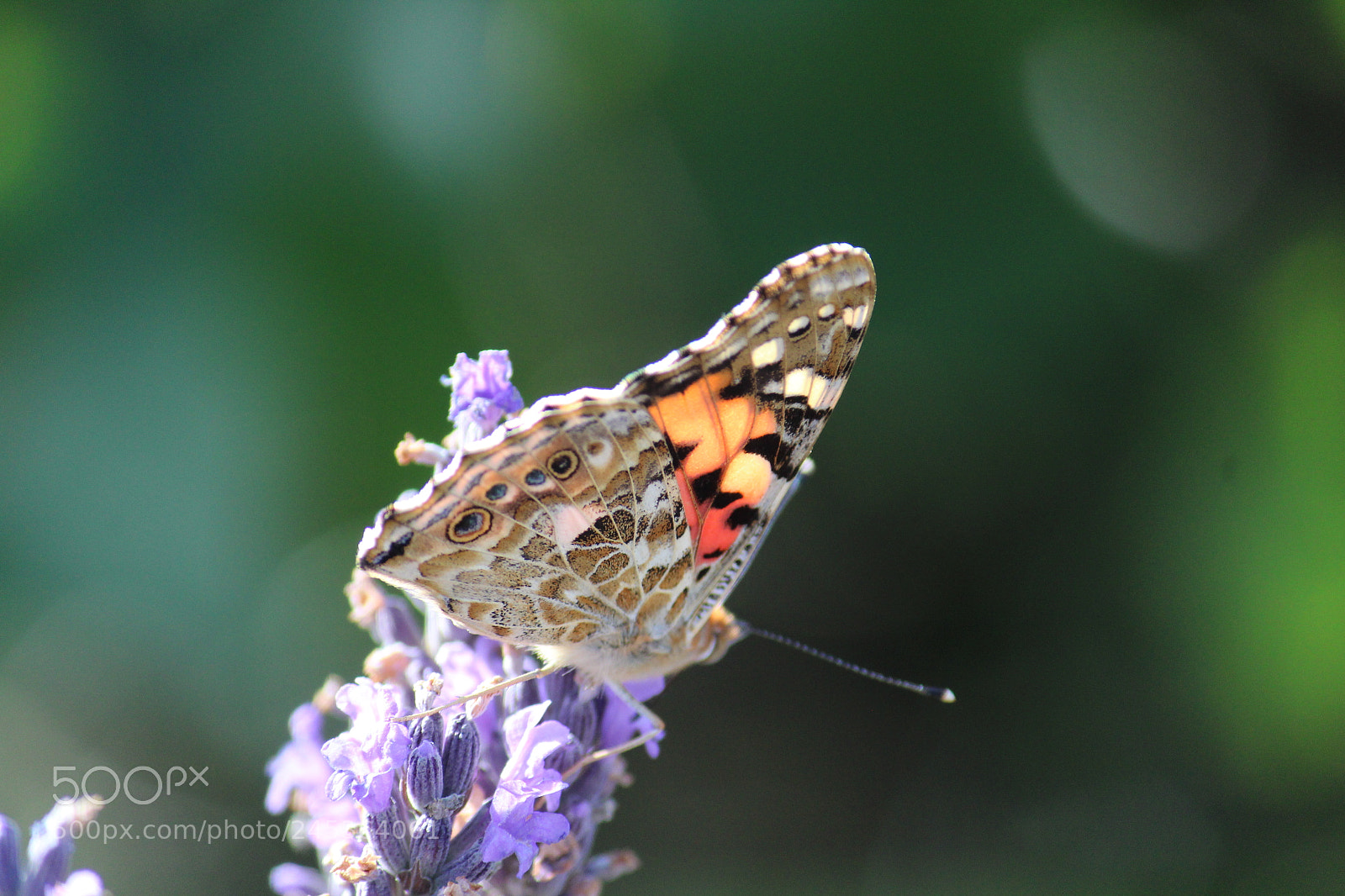 Canon EF-S 55-250mm F4-5.6 IS II sample photo. The distracting wing photography