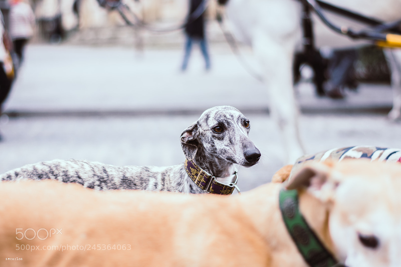 Nikon D7100 sample photo. Galgo español photography