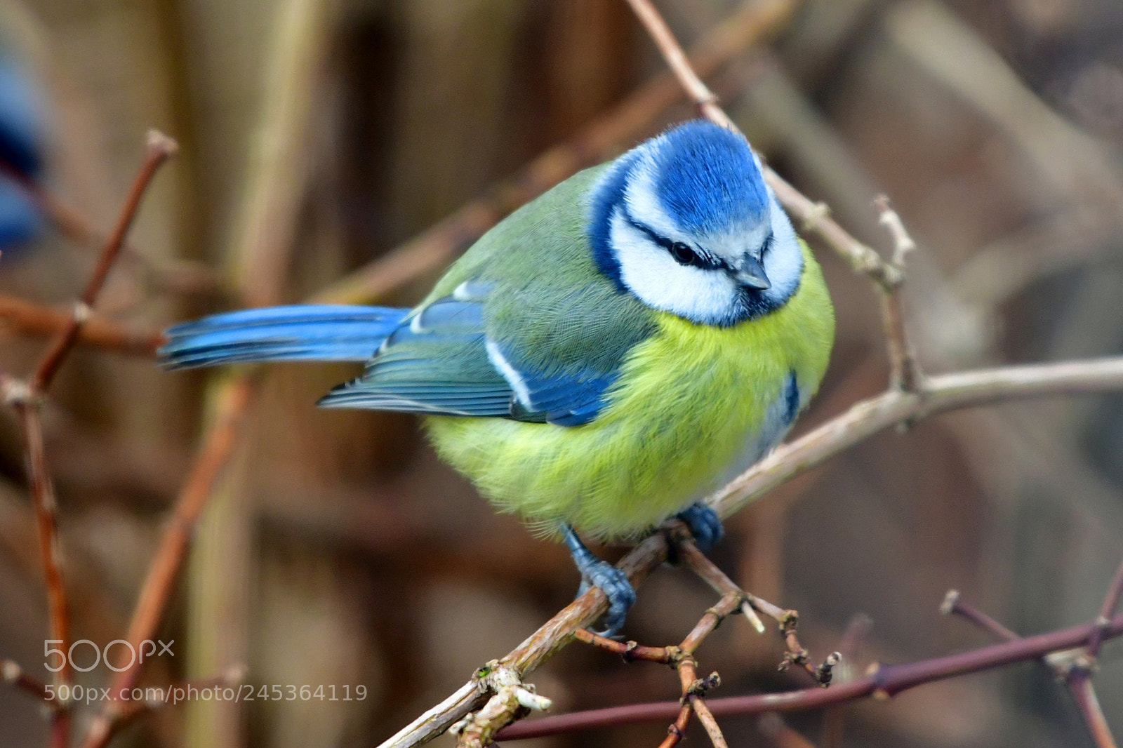 Nikon D500 sample photo. The bird photography