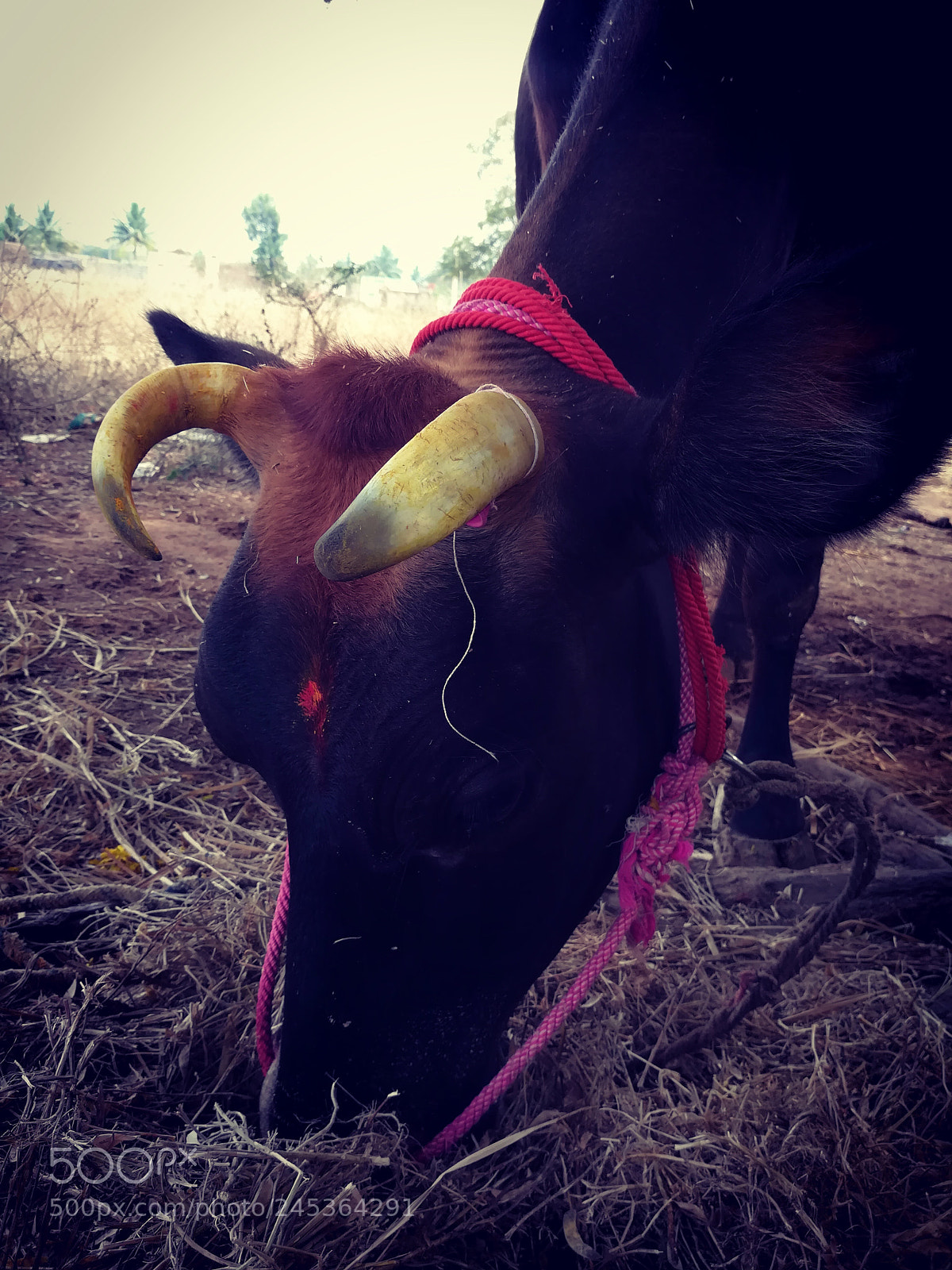 HUAWEI honor 6x sample photo. Cow photography
