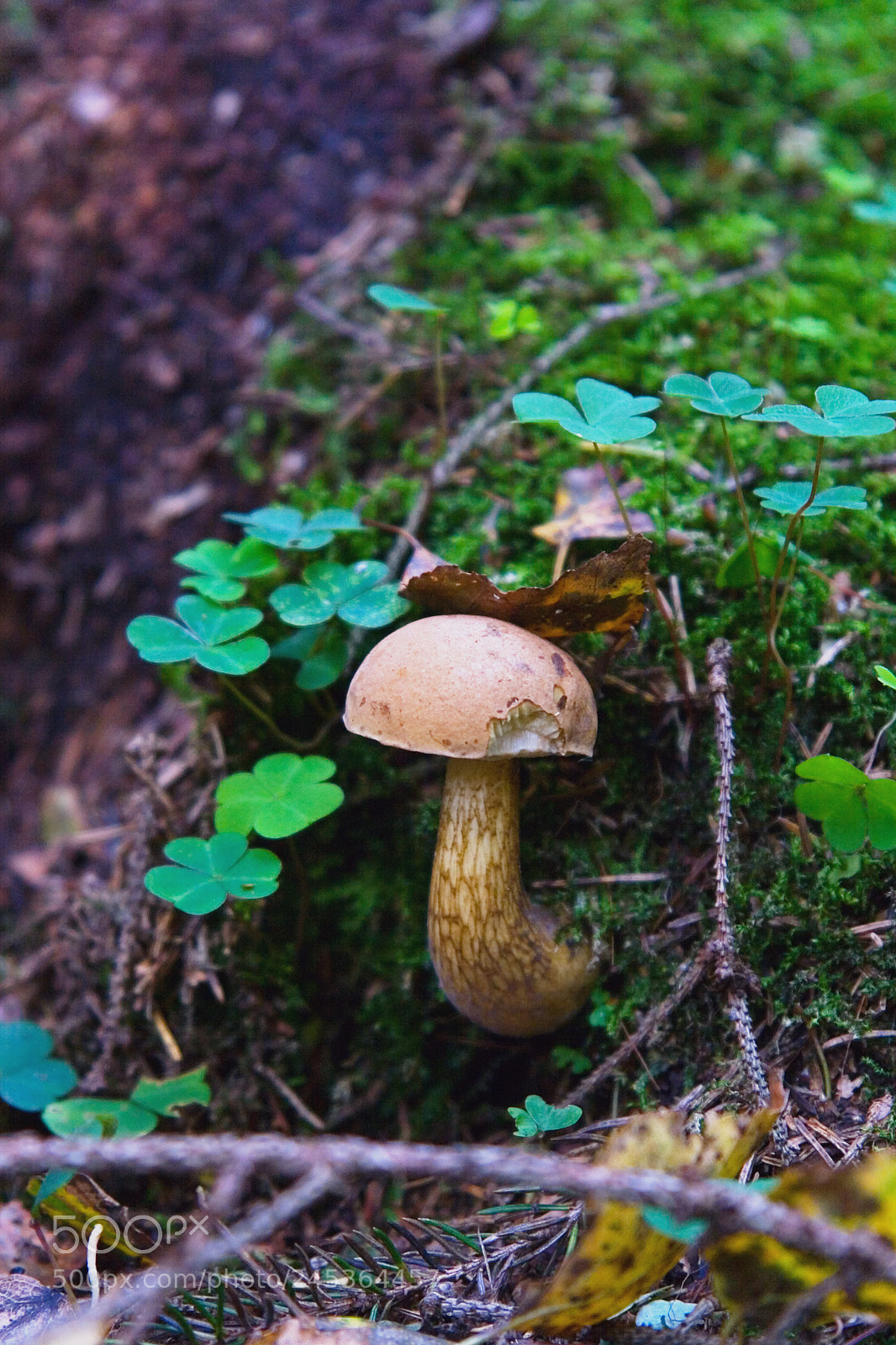 Canon EOS 400D (EOS Digital Rebel XTi / EOS Kiss Digital X) sample photo. Edible mushroom podberezovik grows photography