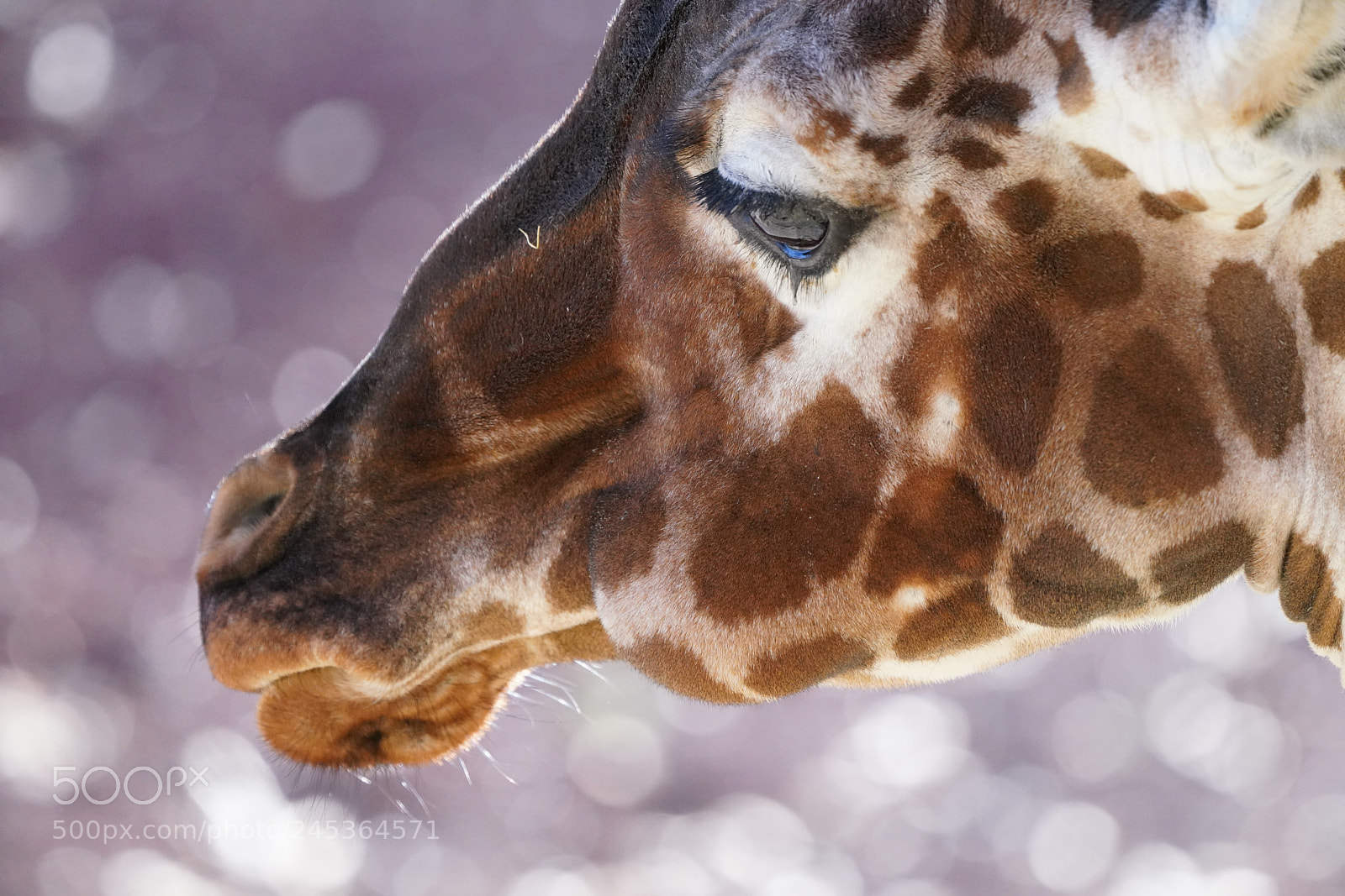 Sony a7R III sample photo. Giraffe photography