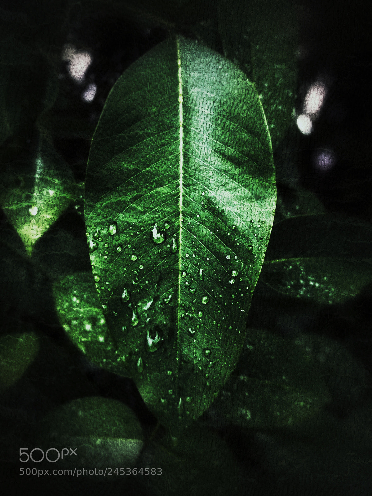 HUAWEI GR5 2017 sample photo. Leap after rain photography