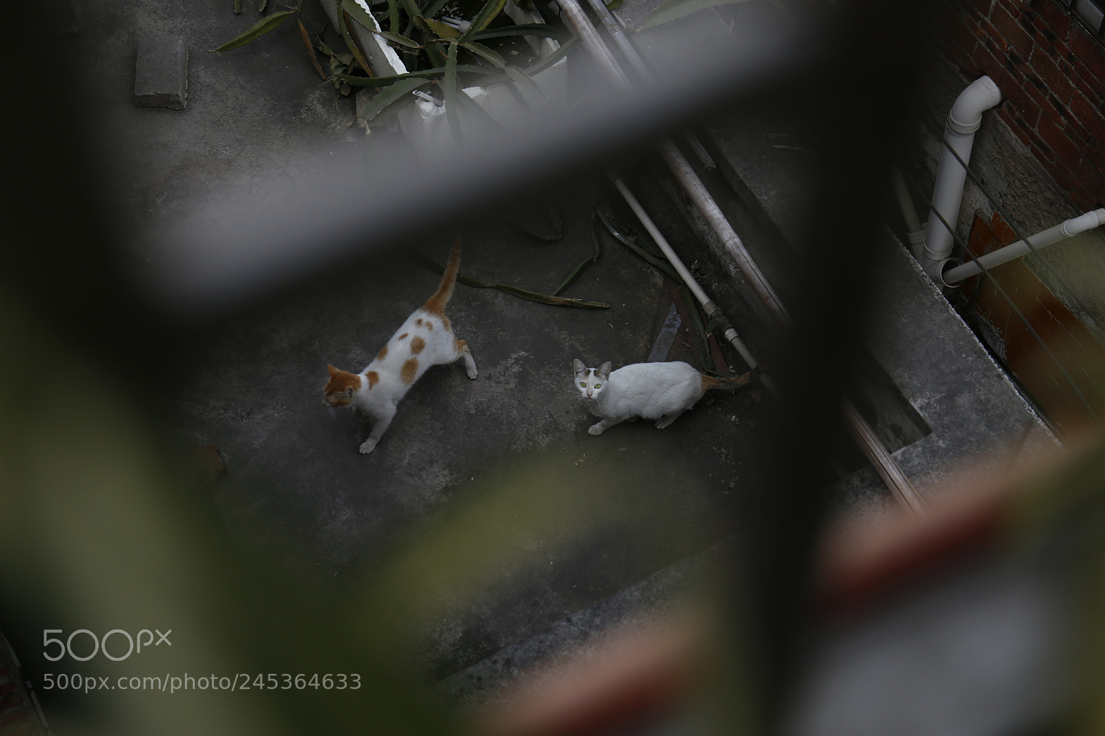 Canon EF 24-70mm F4L IS USM sample photo. Mg photography