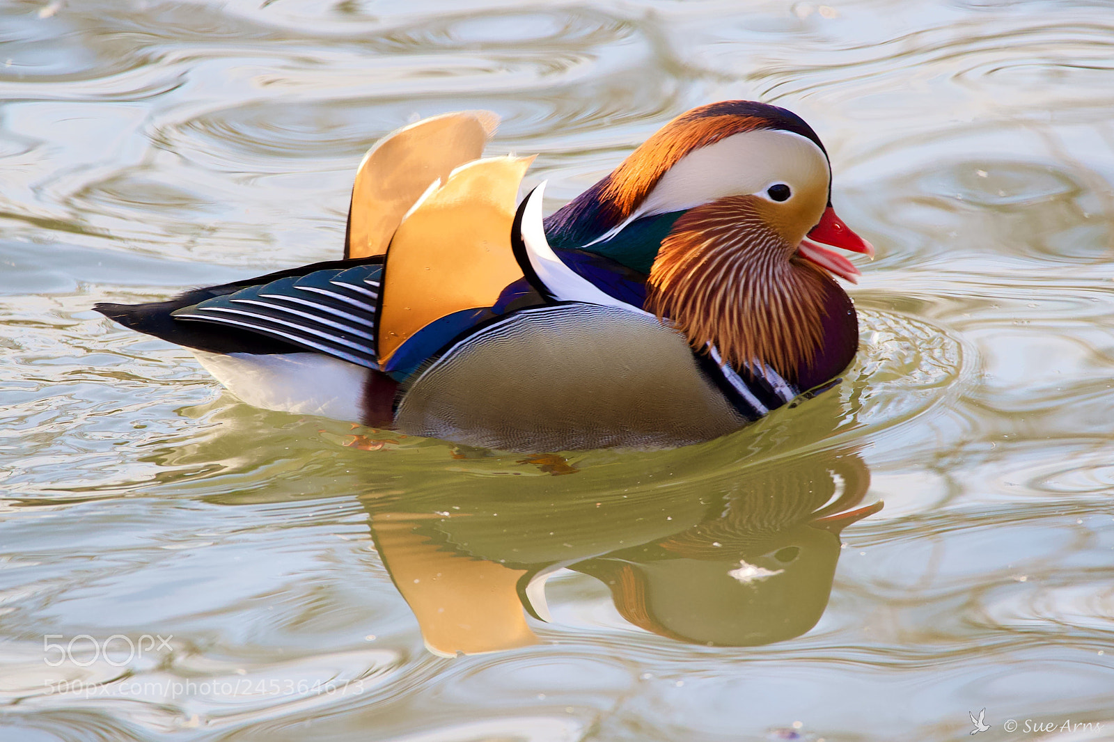 Canon EOS-1D X Mark II sample photo. Colourful duck photography
