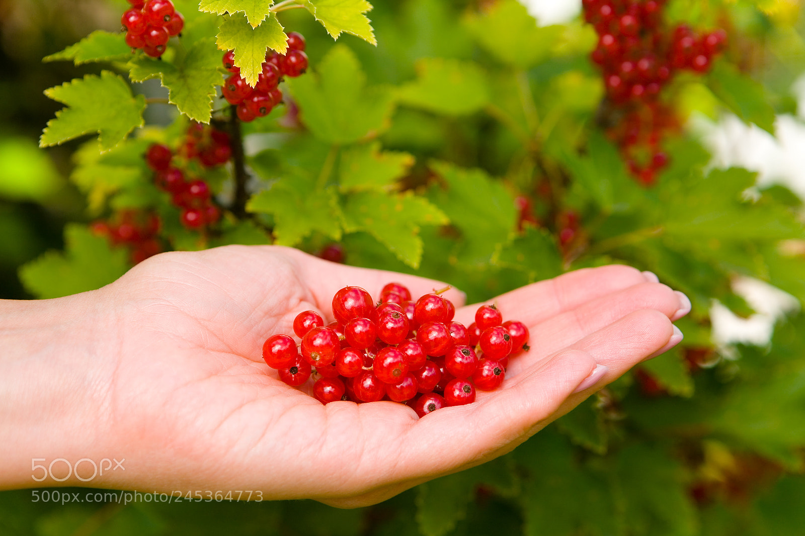 Canon EOS 5D sample photo. Berries of a ripe photography