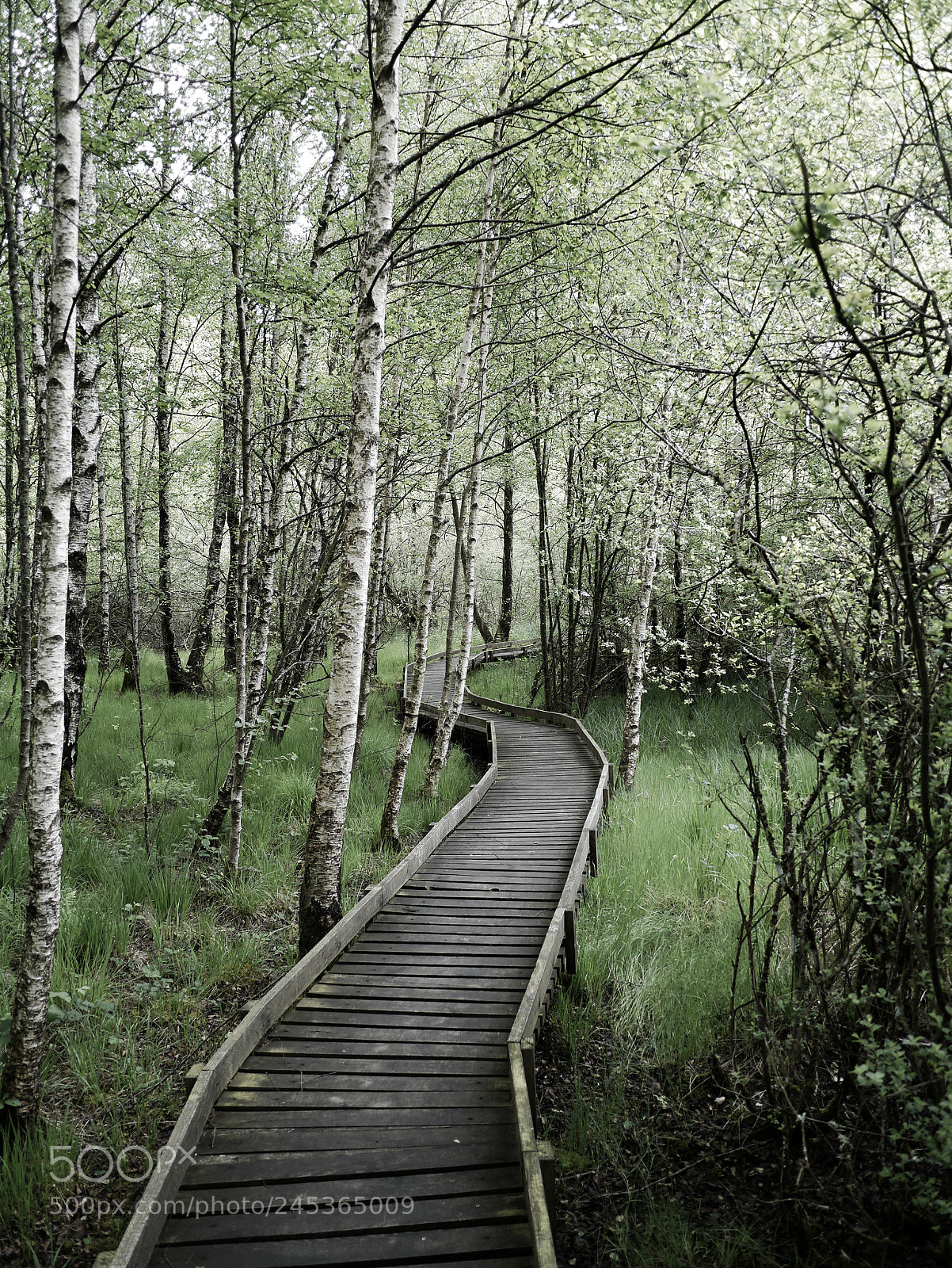 Panasonic Lumix DMC-G3 sample photo. Morvan forest path photography