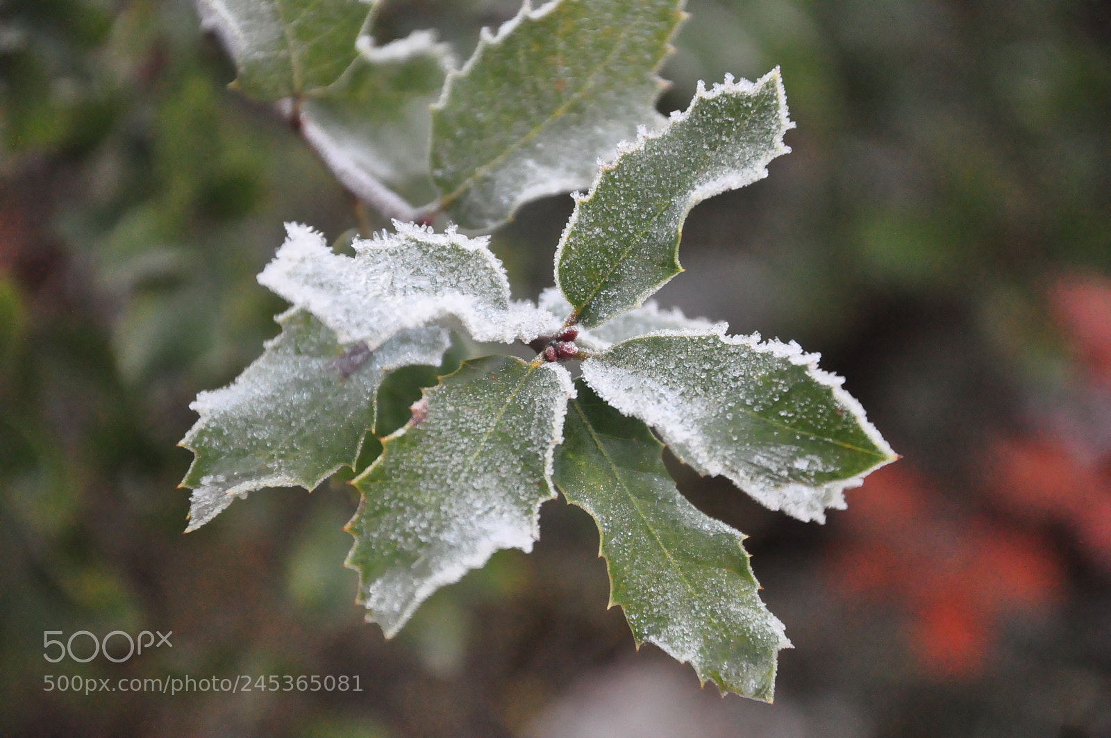 Nikon D90 sample photo. Ice drenched leaf, yosemite photography