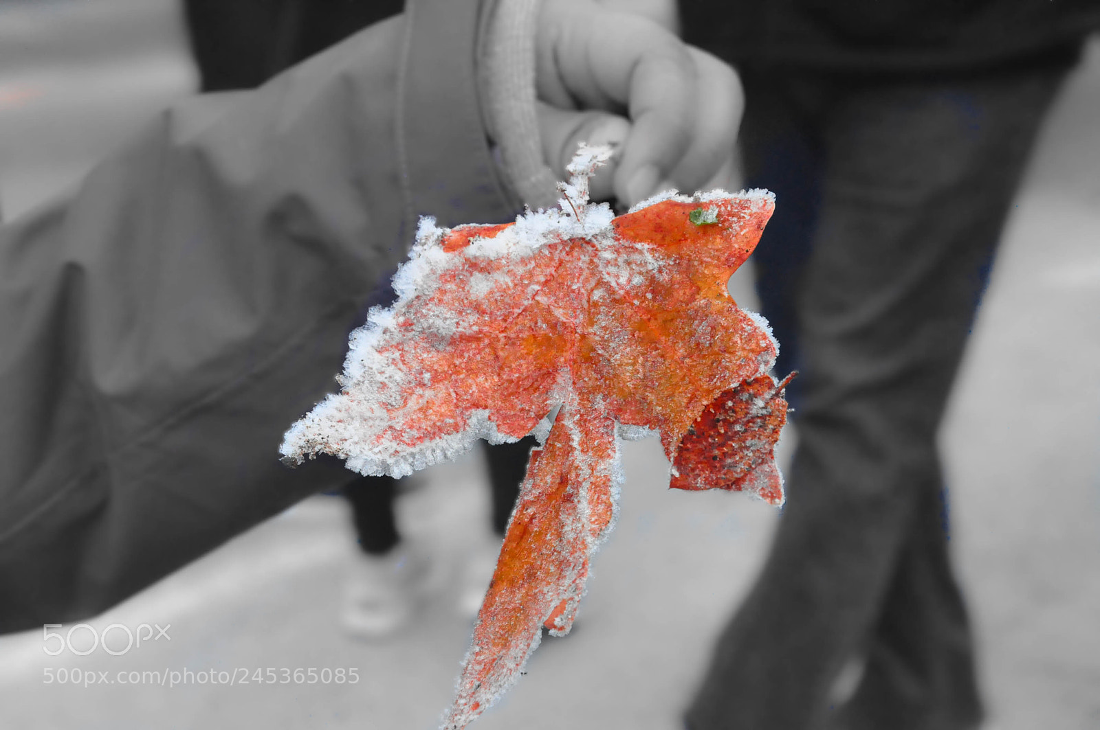 Nikon D90 sample photo. Icy leaf at yosemite photography