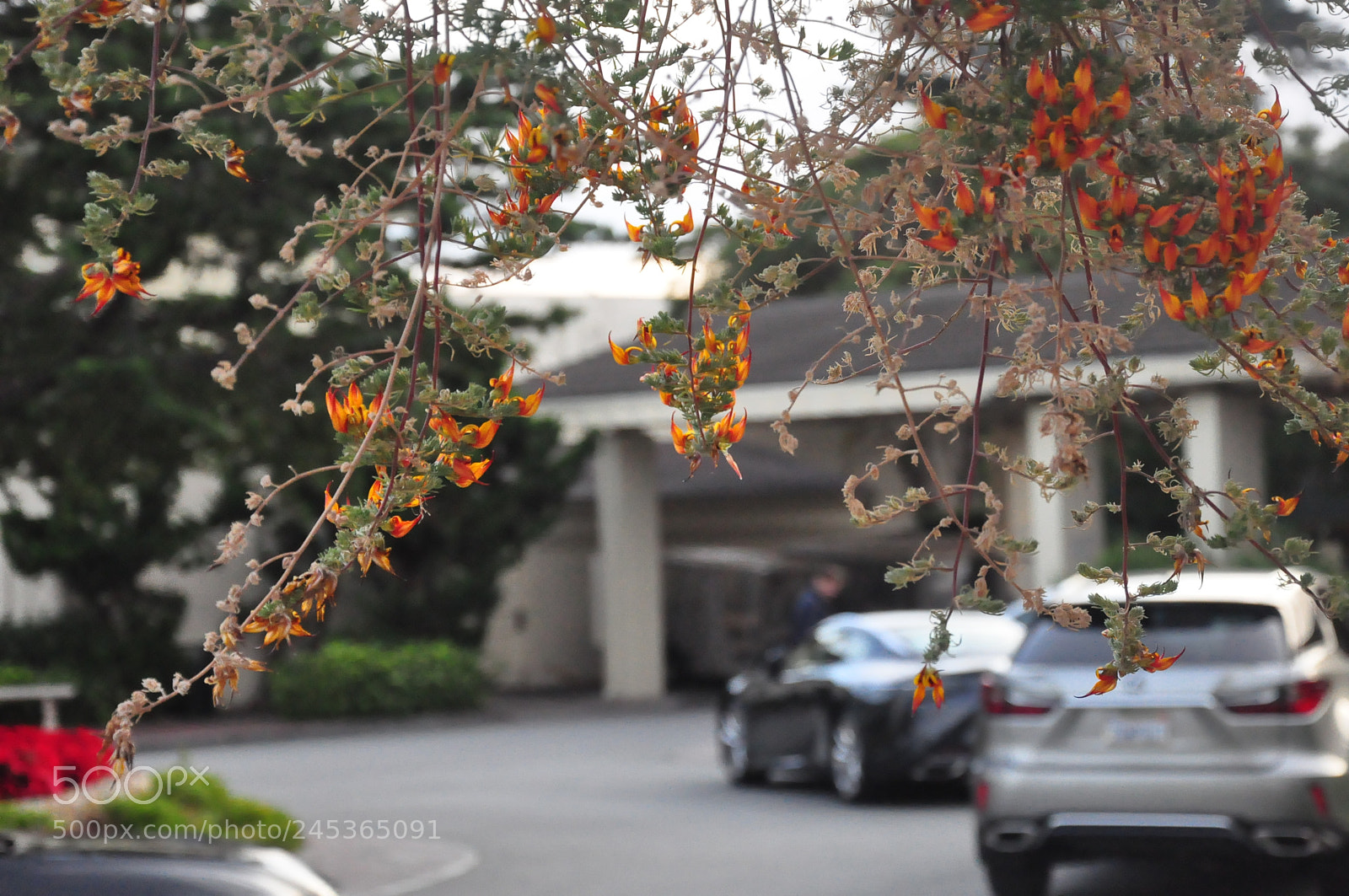Nikon D90 sample photo. Flowers photography