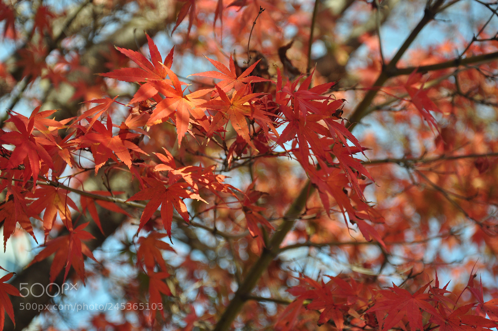 Nikon D90 sample photo. Fremont san francisco photography