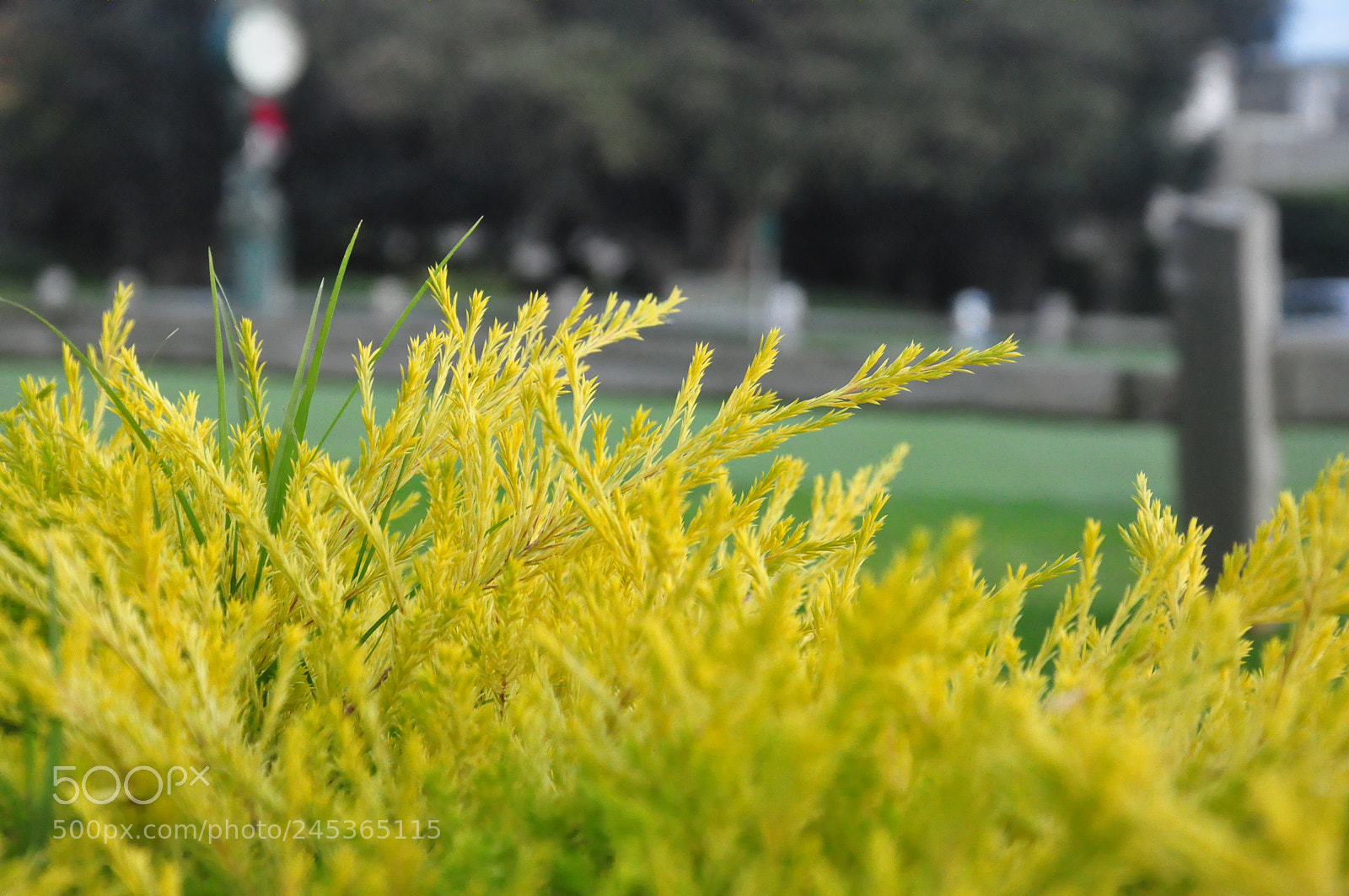Nikon D90 sample photo. Garden at mile drive photography