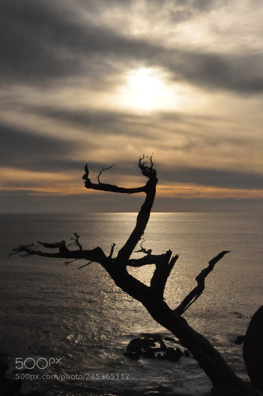 Nikon D90 sample photo. Ghost tree ,17 mile drive photography