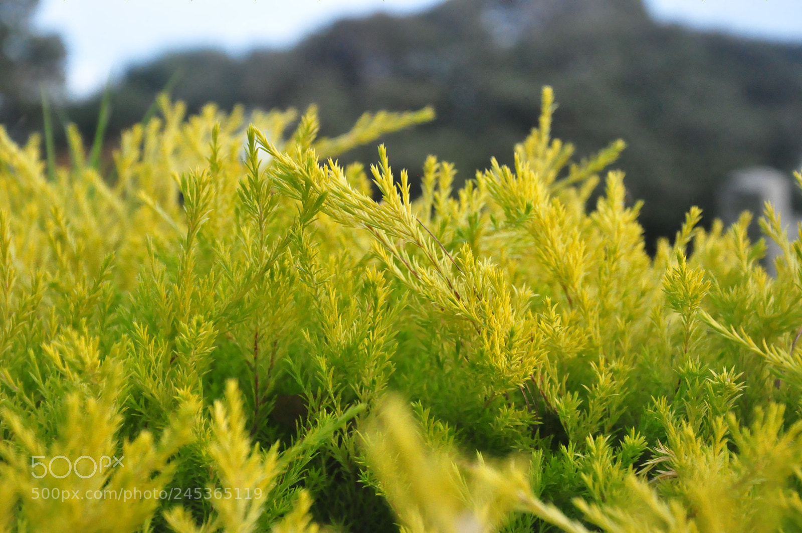 Nikon D90 sample photo. Garden at mile drive photography