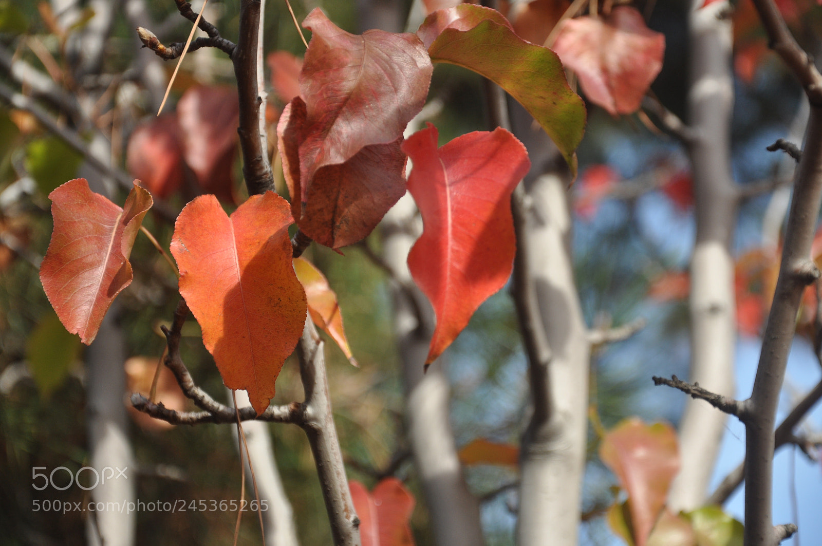 Nikon D90 sample photo. Leaves photography