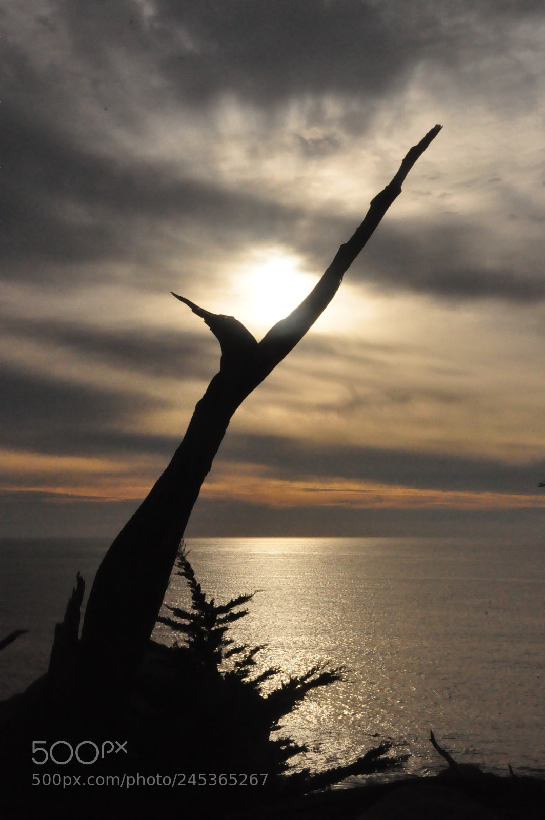 Nikon D90 sample photo. Lone tree, 17 mile drive photography