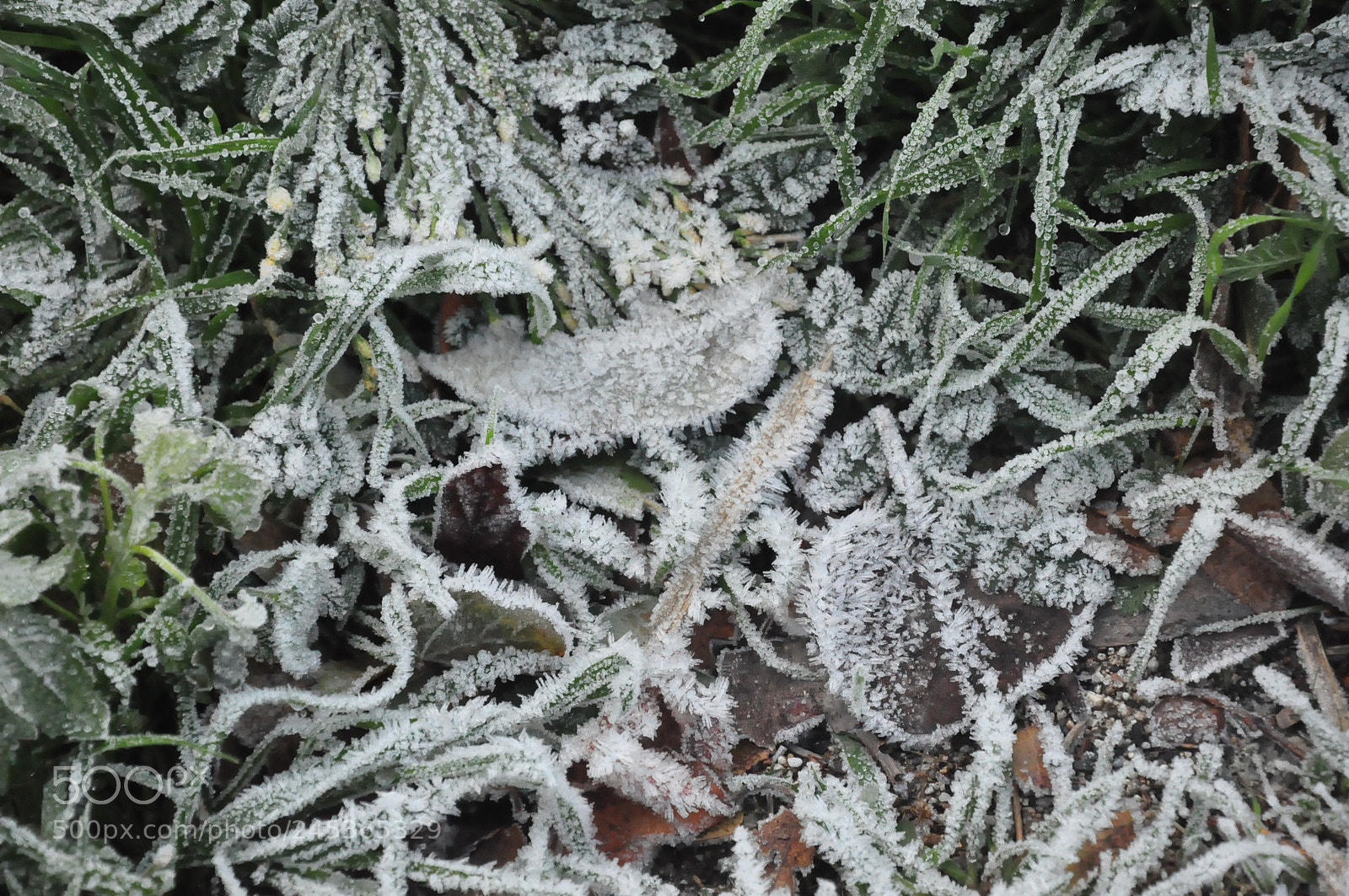 Nikon D90 sample photo. Snow on grass yosemite photography