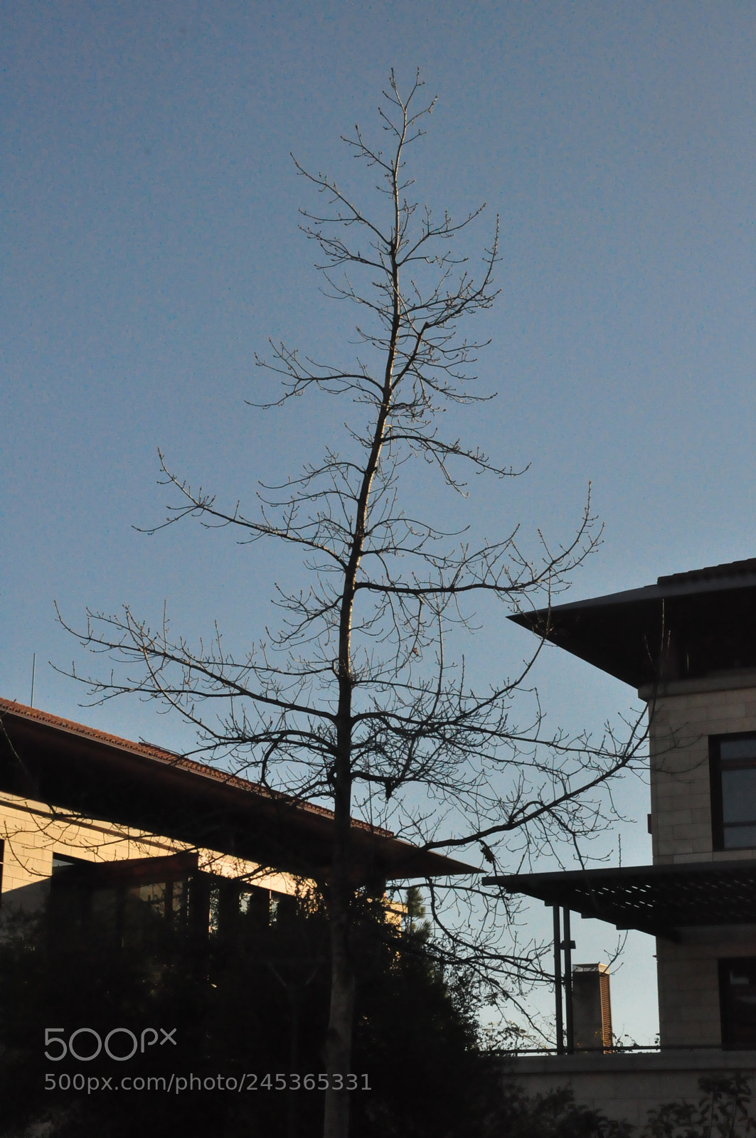 Nikon D90 sample photo. Stanford uni, san francisco photography