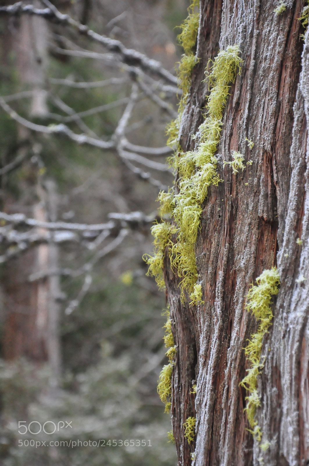 Nikon D90 sample photo. Tree, yosemite photography