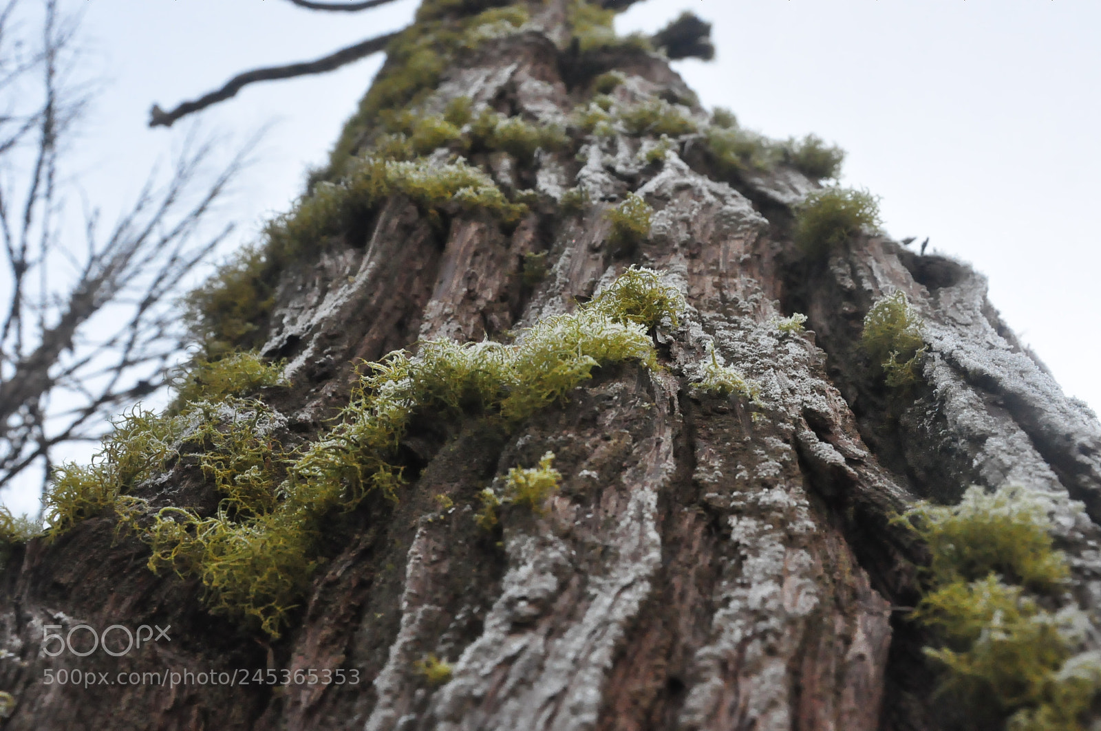 Nikon D90 sample photo. Tree, yosemite photography
