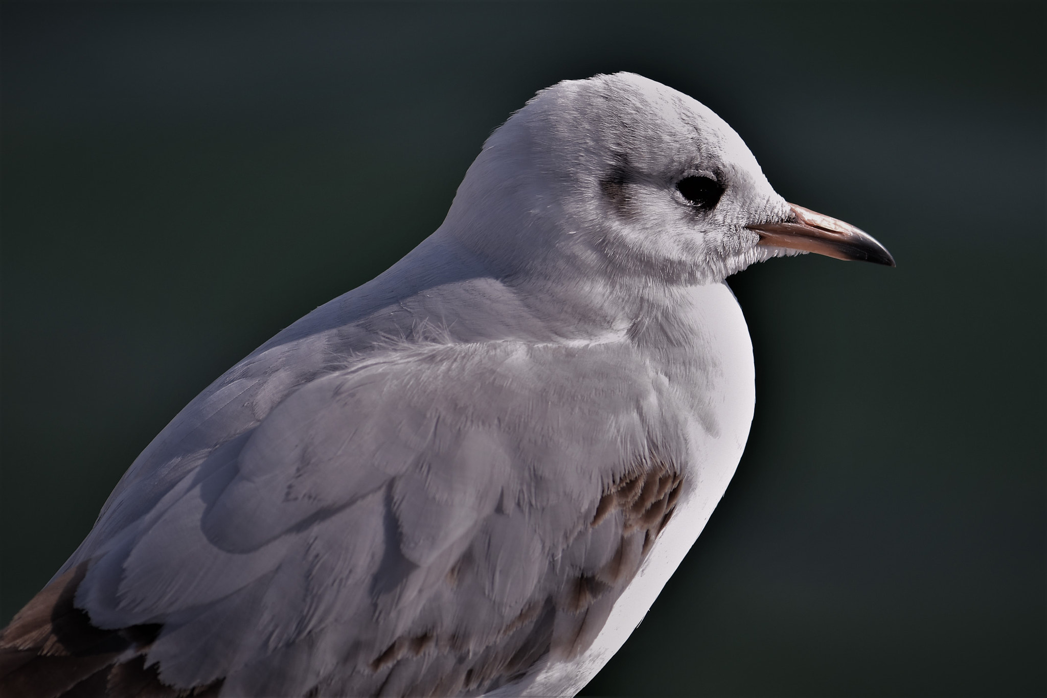 Nikon AF-S Micro-Nikkor 105mm F2.8G IF-ED VR sample photo. Portrait of a seagull ! photography