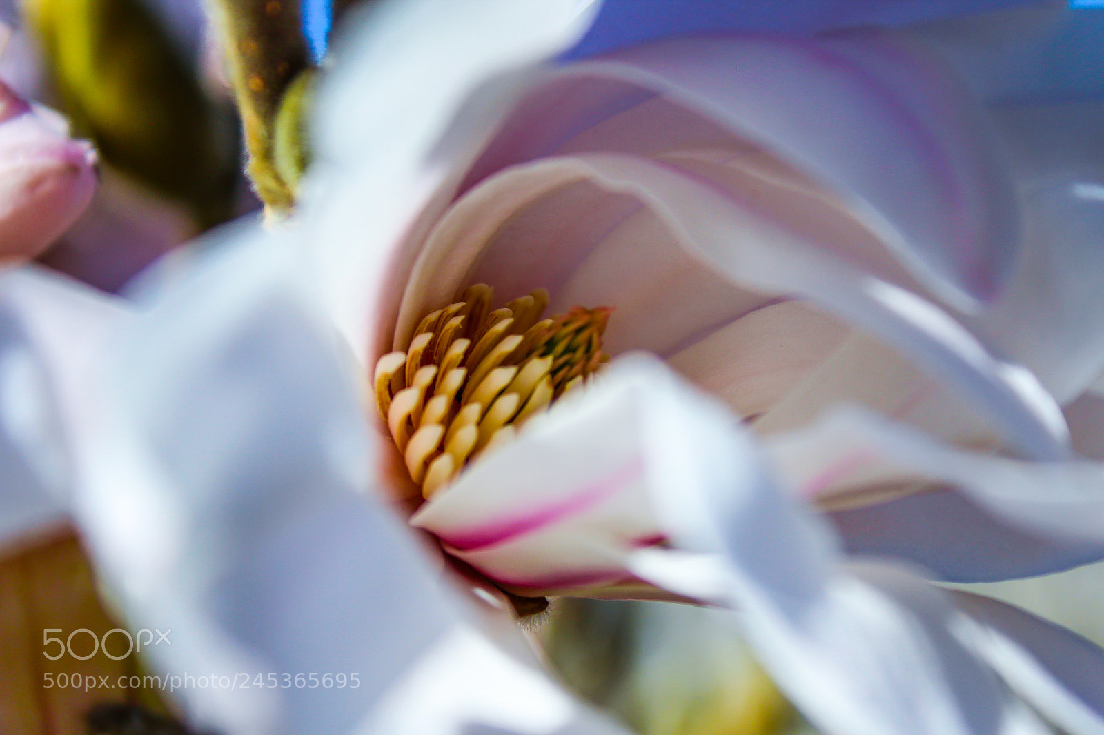 Canon EOS 1200D (EOS Rebel T5 / EOS Kiss X70 / EOS Hi) sample photo. Magnolia stellata photography