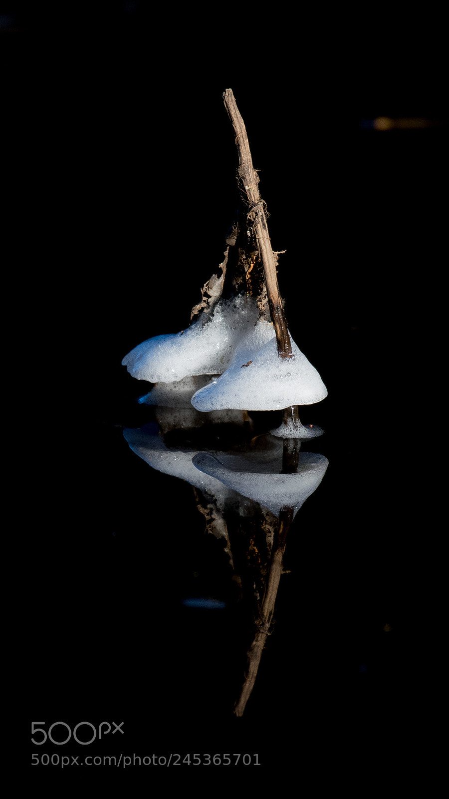 Nikon D500 sample photo. Mirror photography