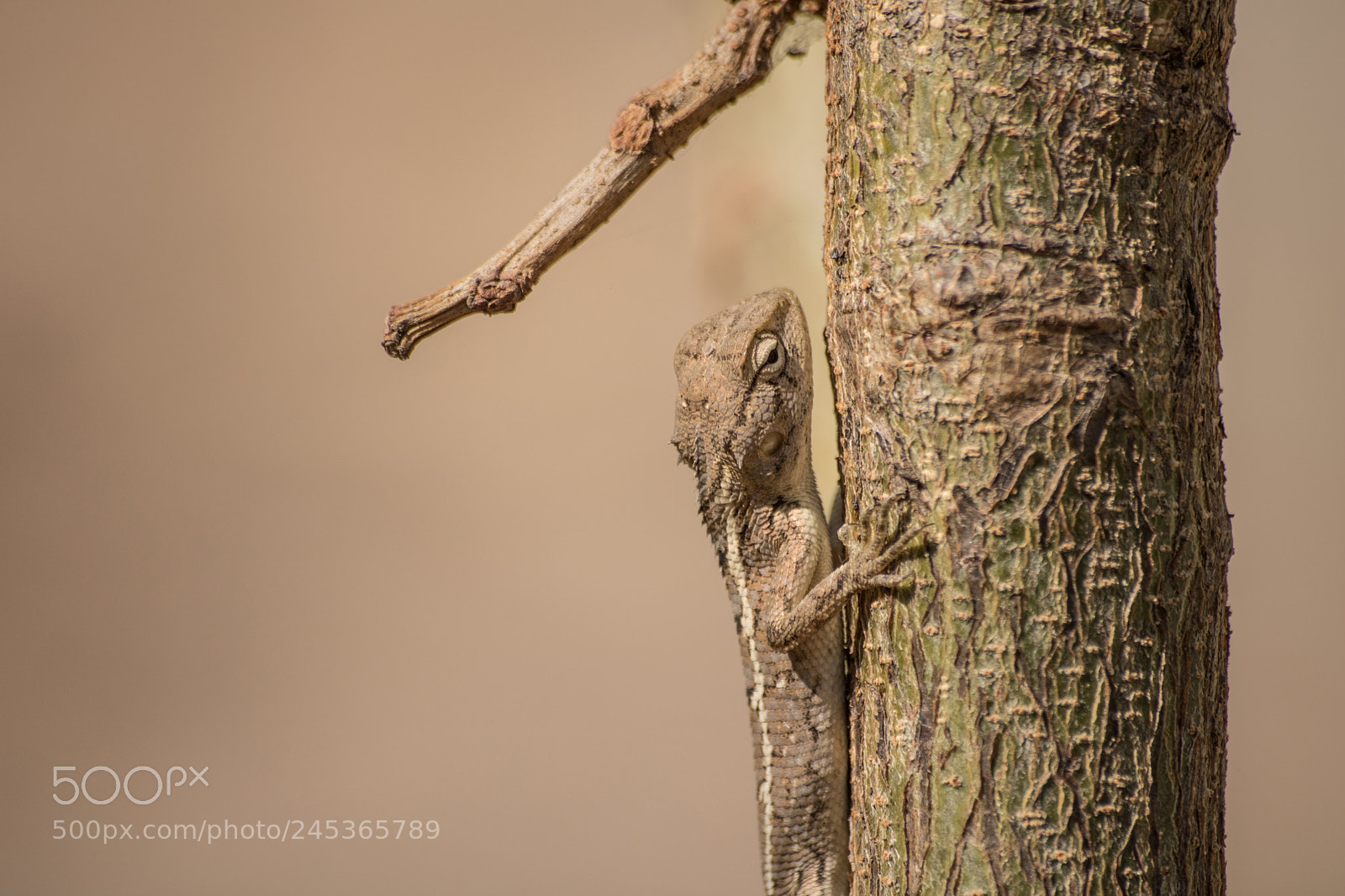 Canon EOS 750D (EOS Rebel T6i / EOS Kiss X8i) sample photo. Chameleon on a tree photography